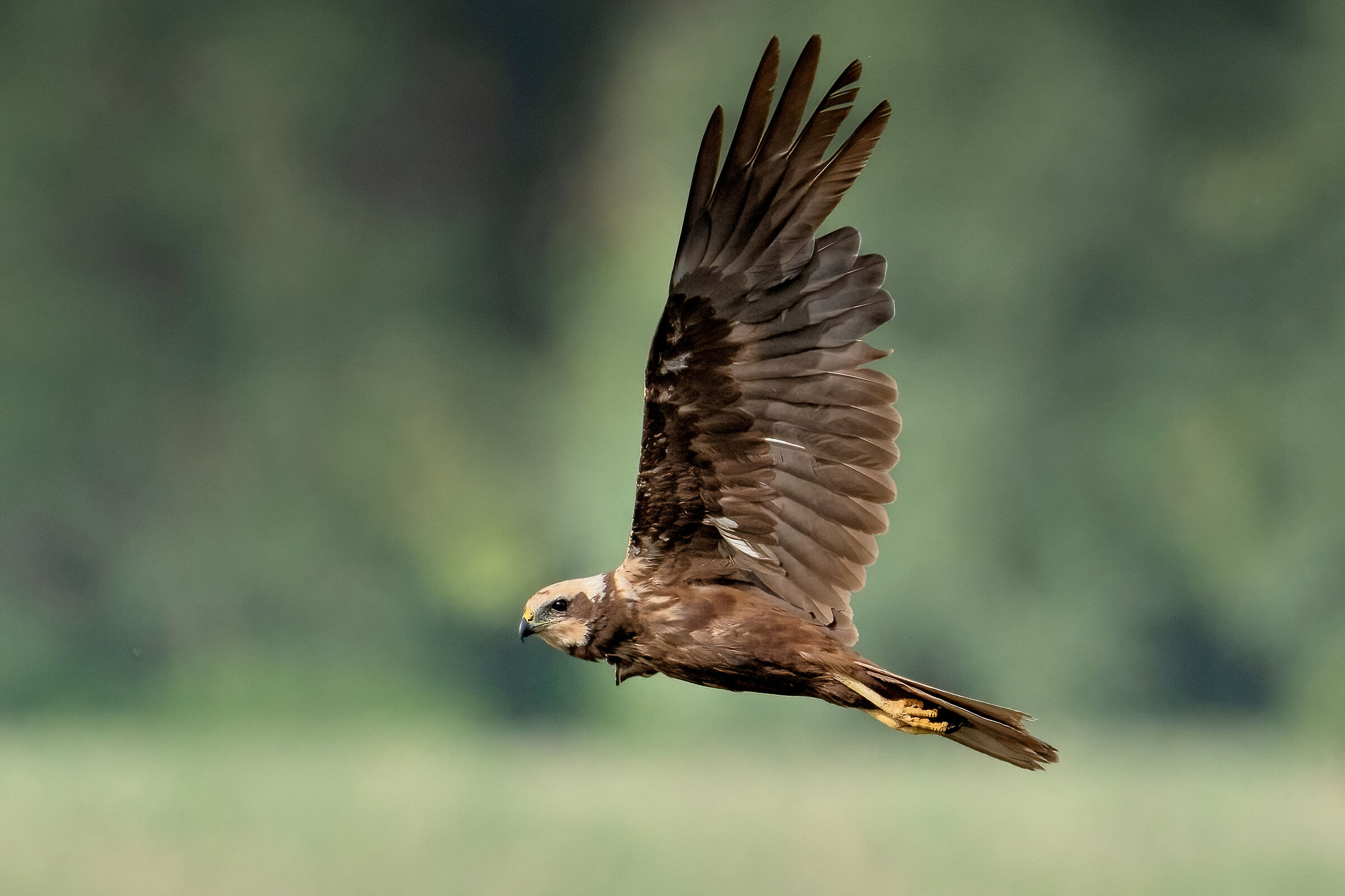 Marsh harrier (Circus aeruginosus) female