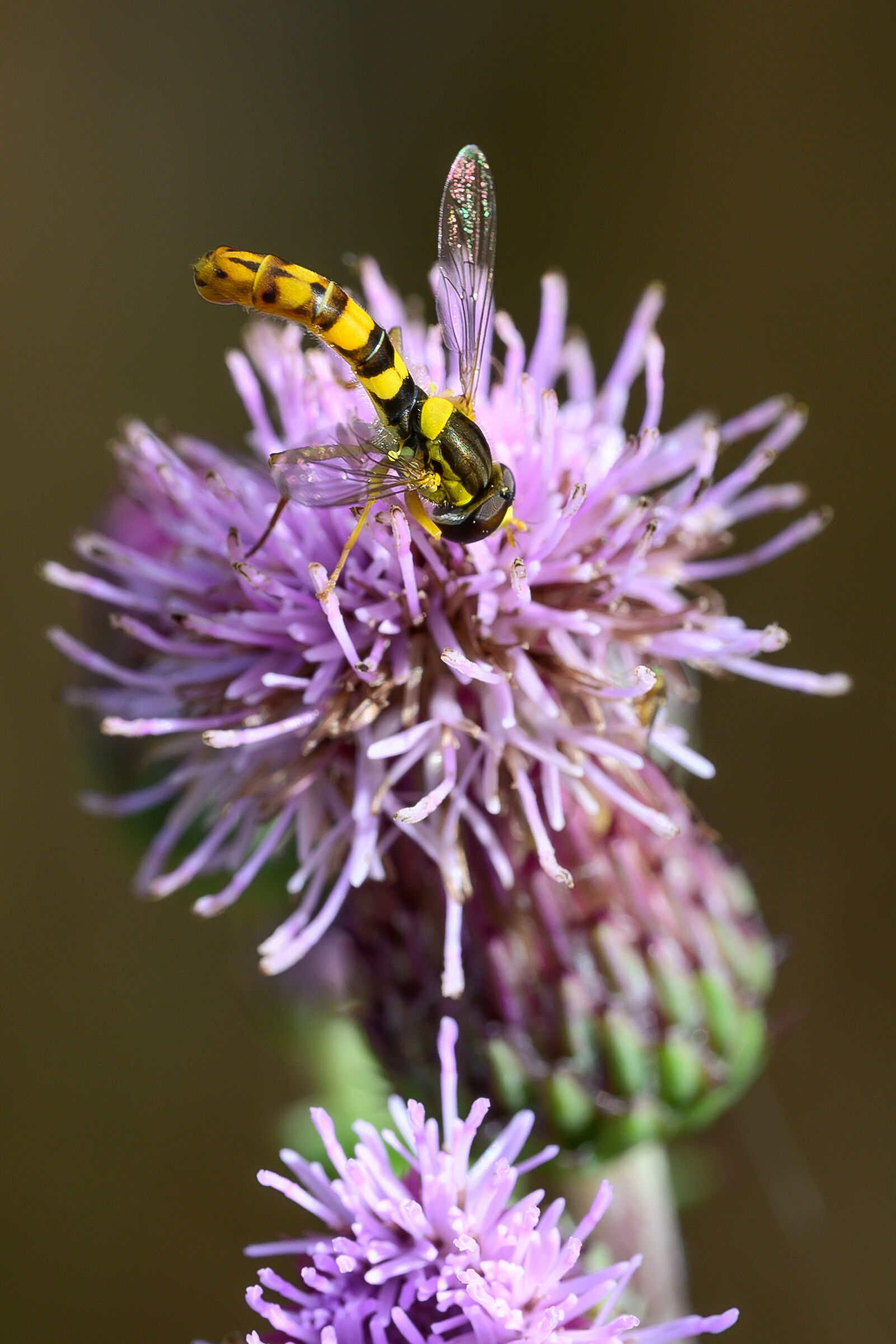 In giro per la campagna