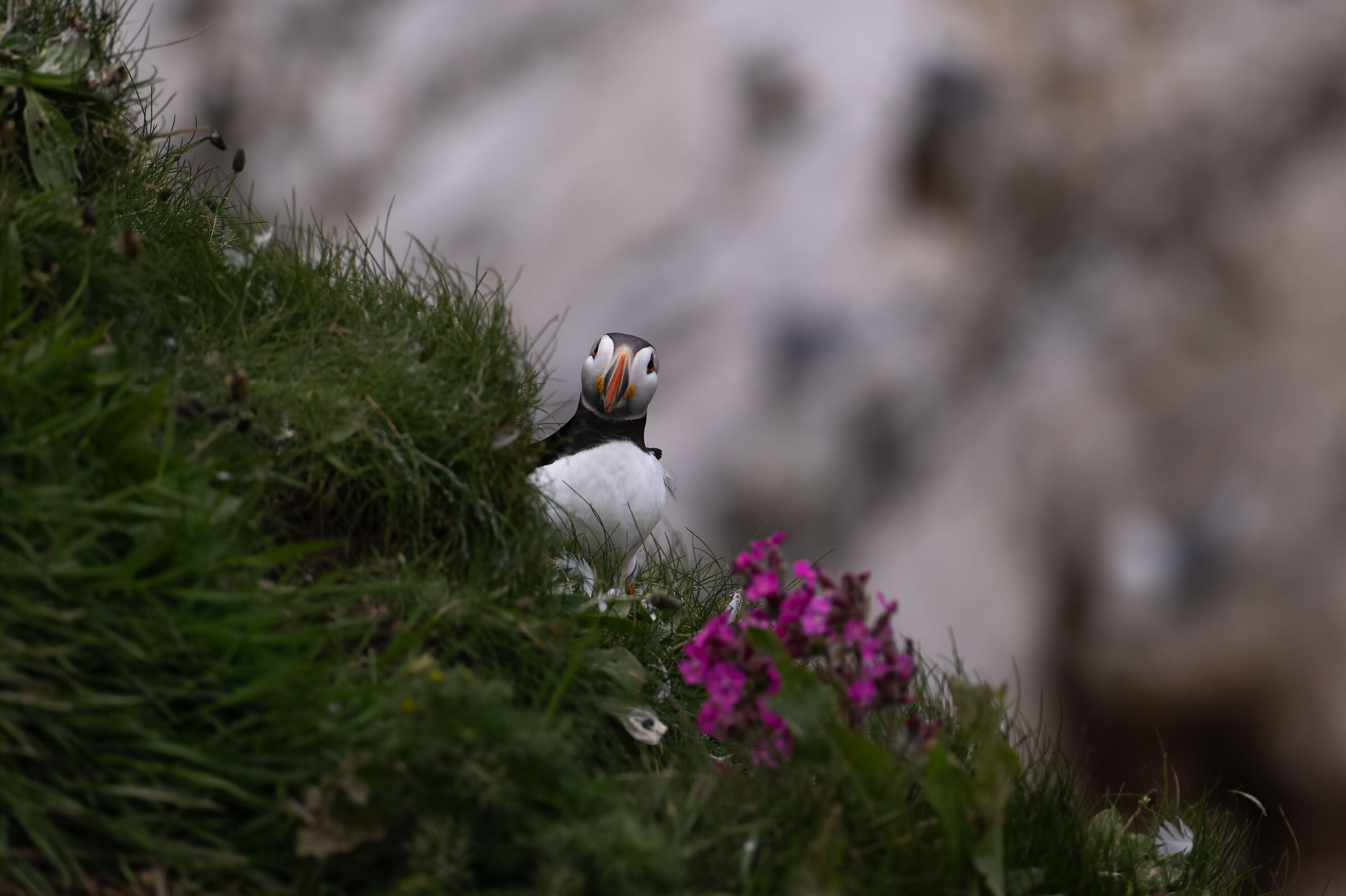 Puffin (Fratercula arctica)