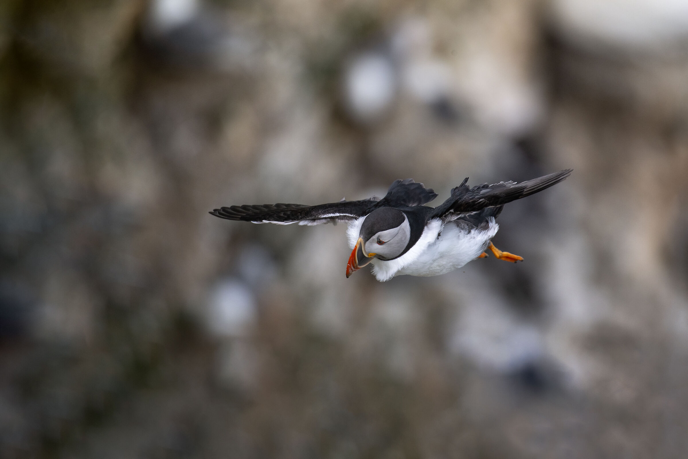 Puffin (Fratercula arctica)