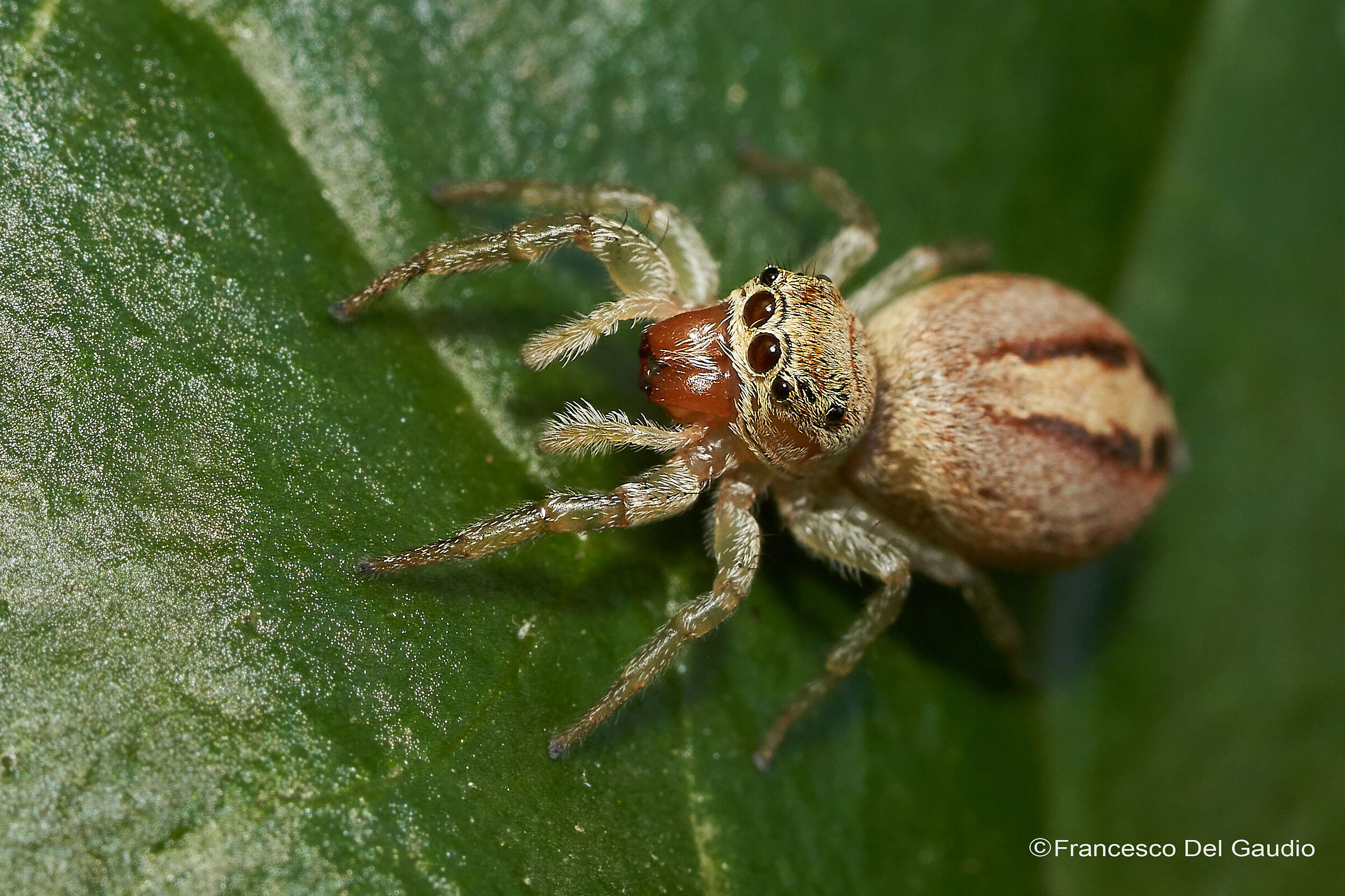 Colonus (Salticidae)