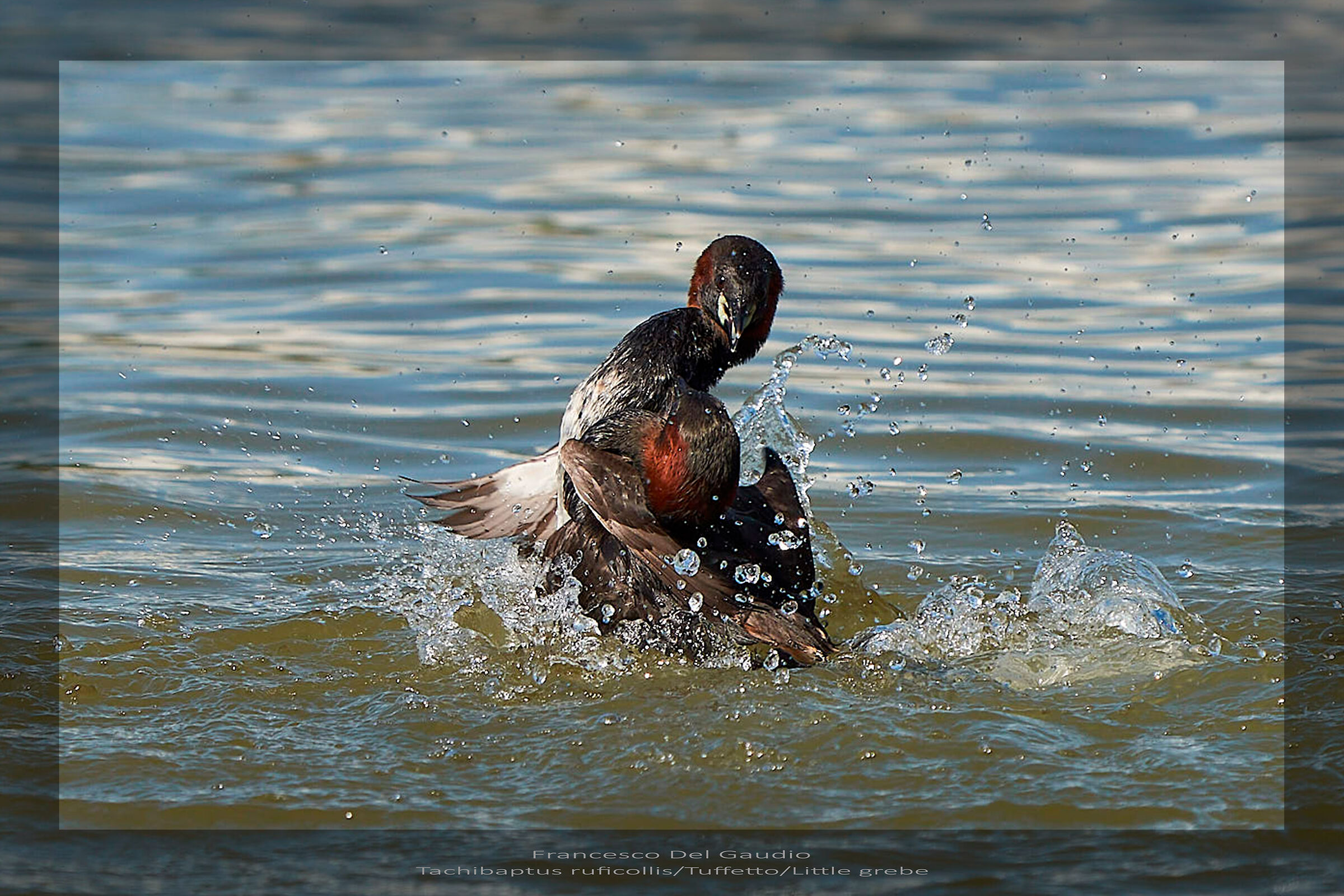 Tachibaptus ruficollis/Tuffetto/Little grebe