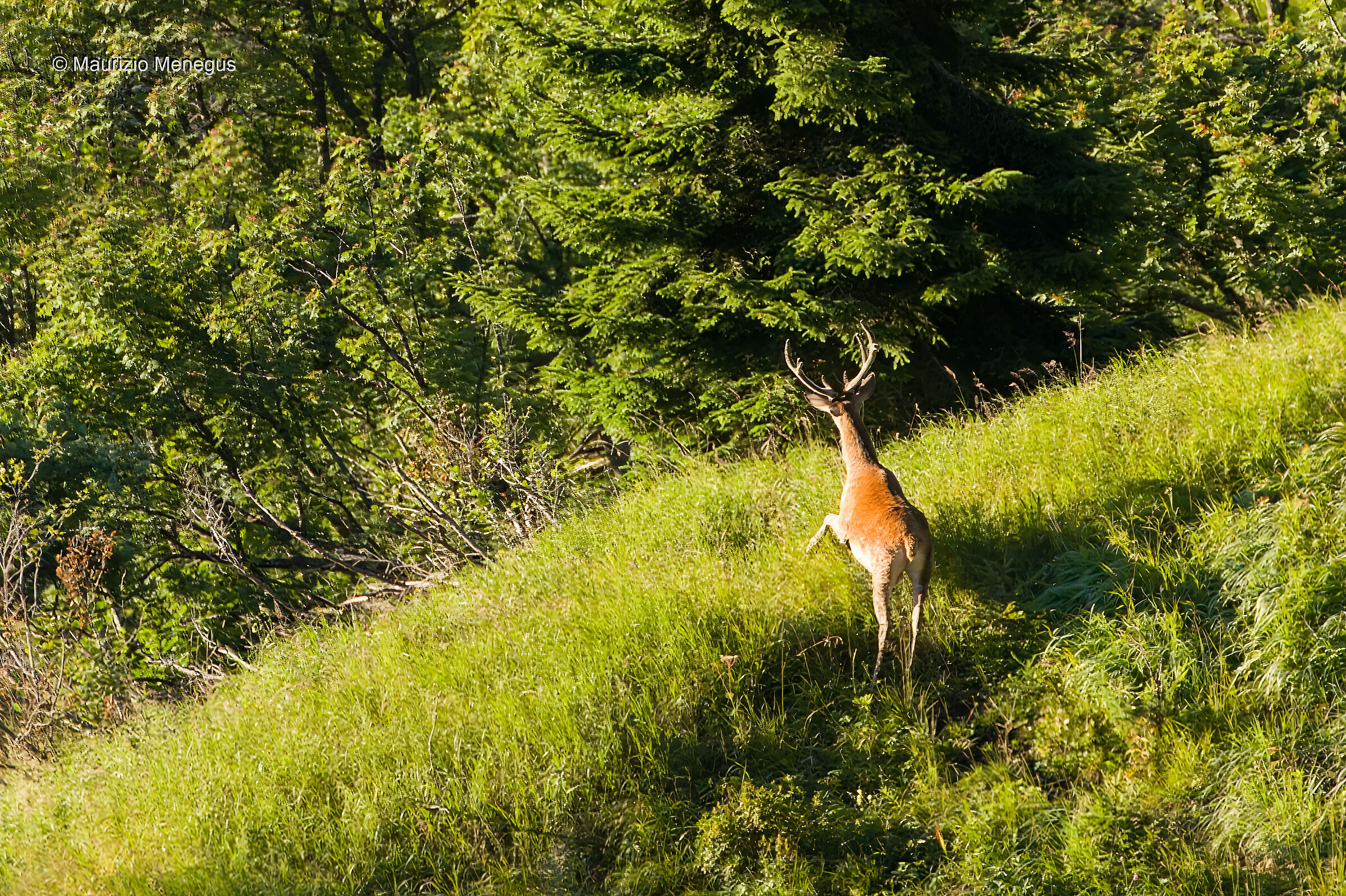 Cervo in fuga