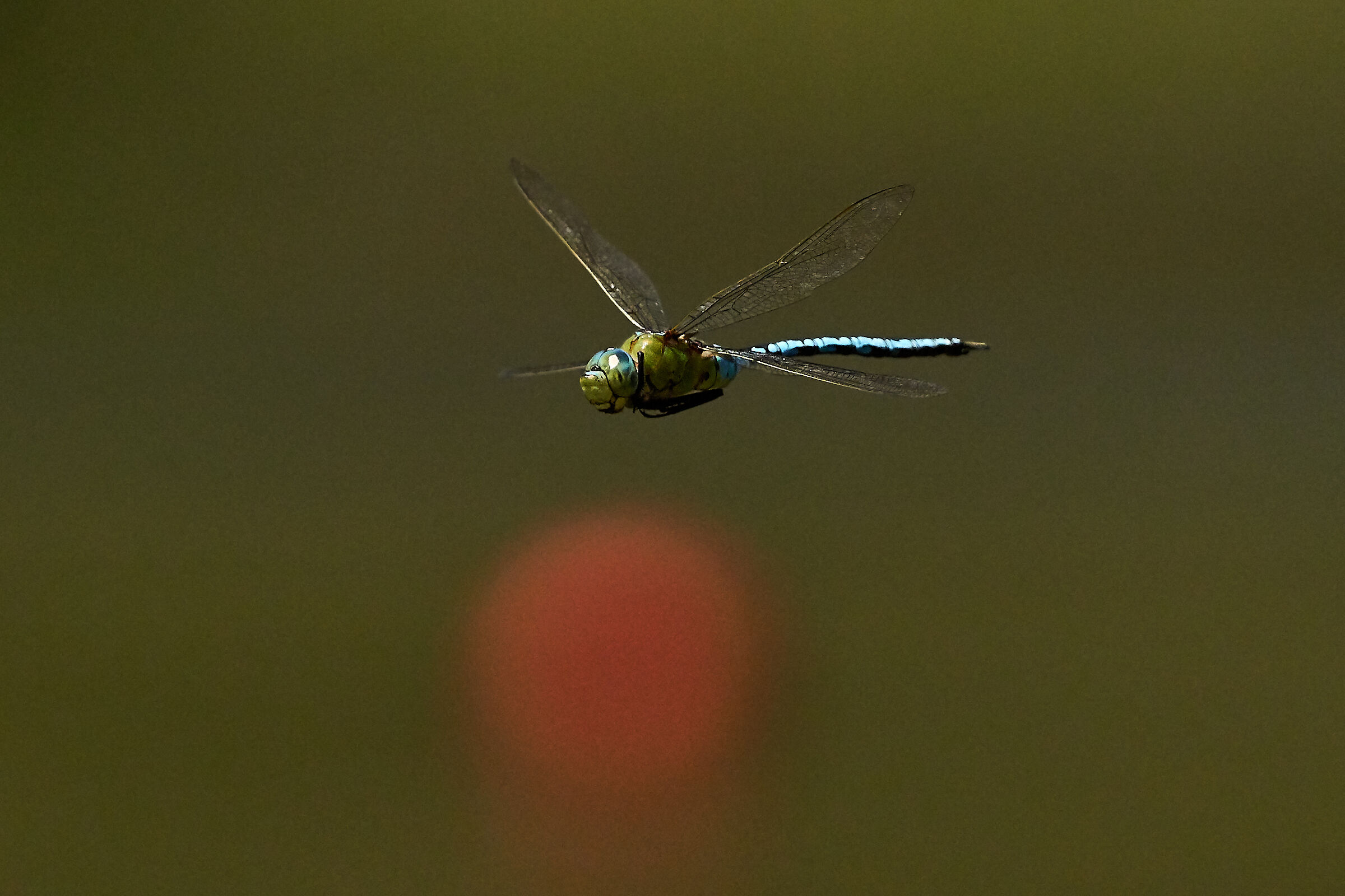 dragonfly