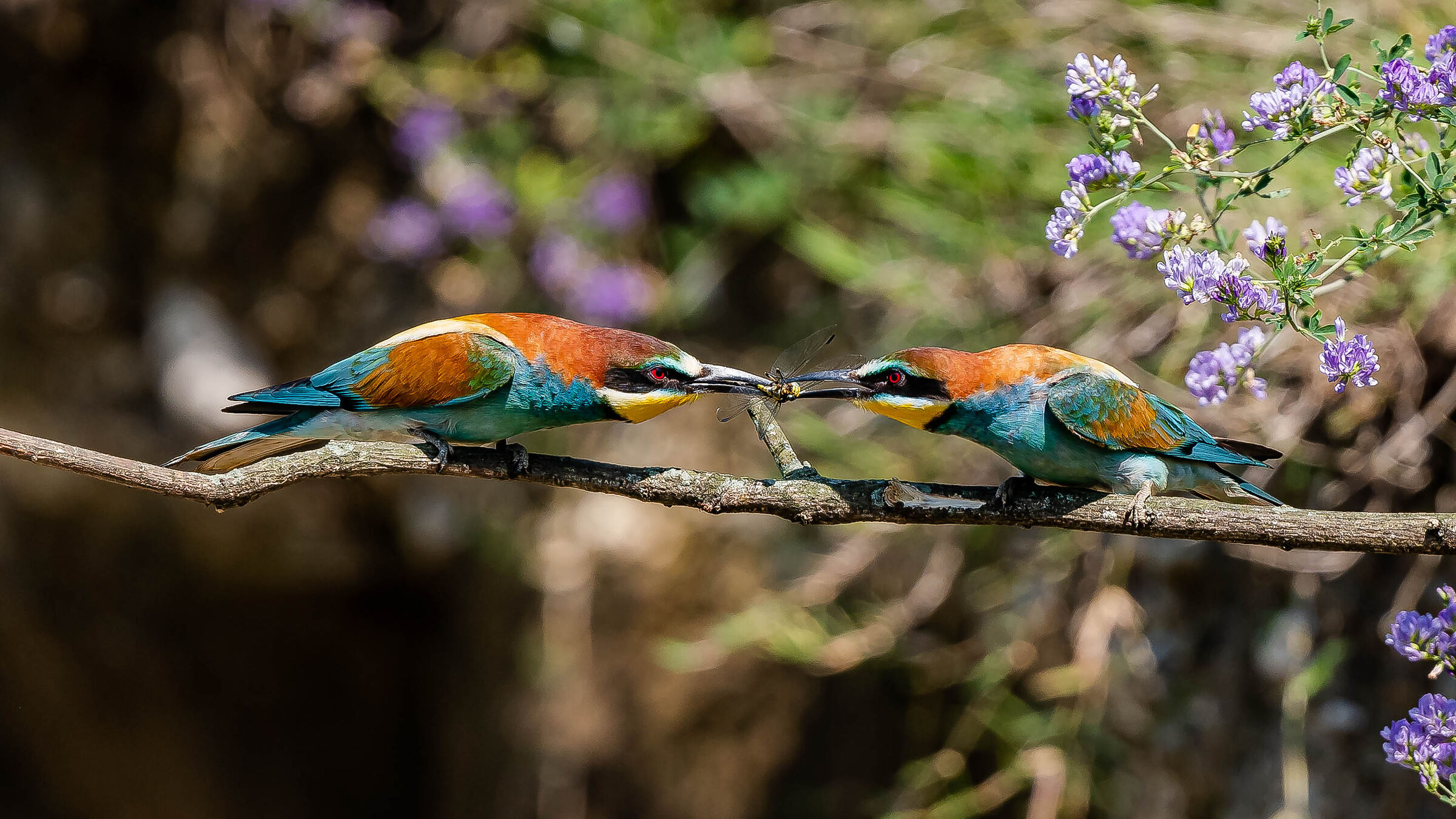 Exchange of gift Bee-eaters !!