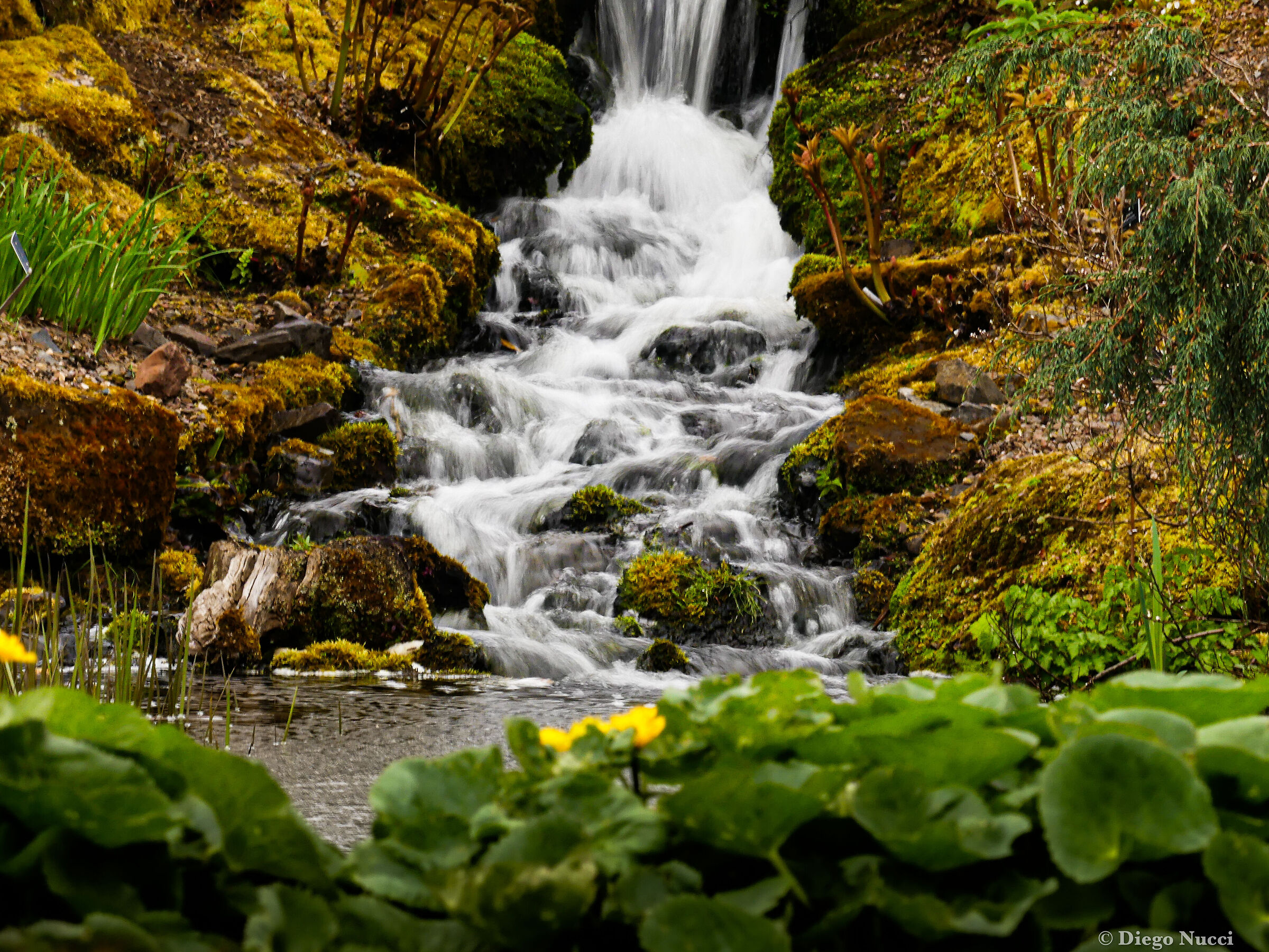 Ruscello al royal botanic garden di Edimburgo