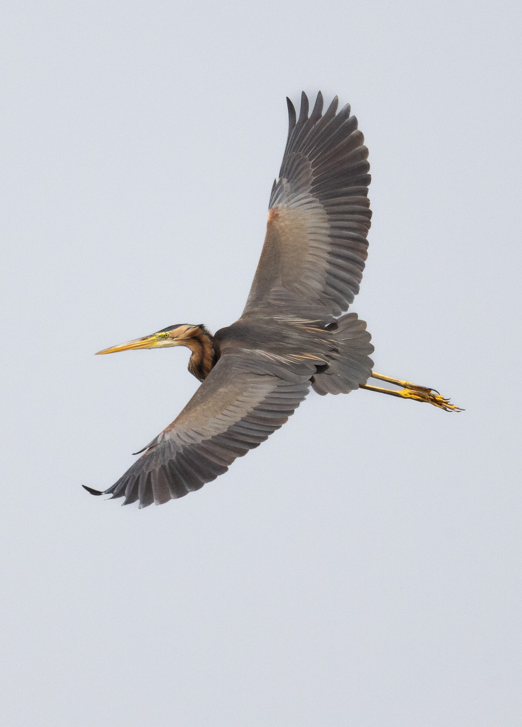 Purple heron