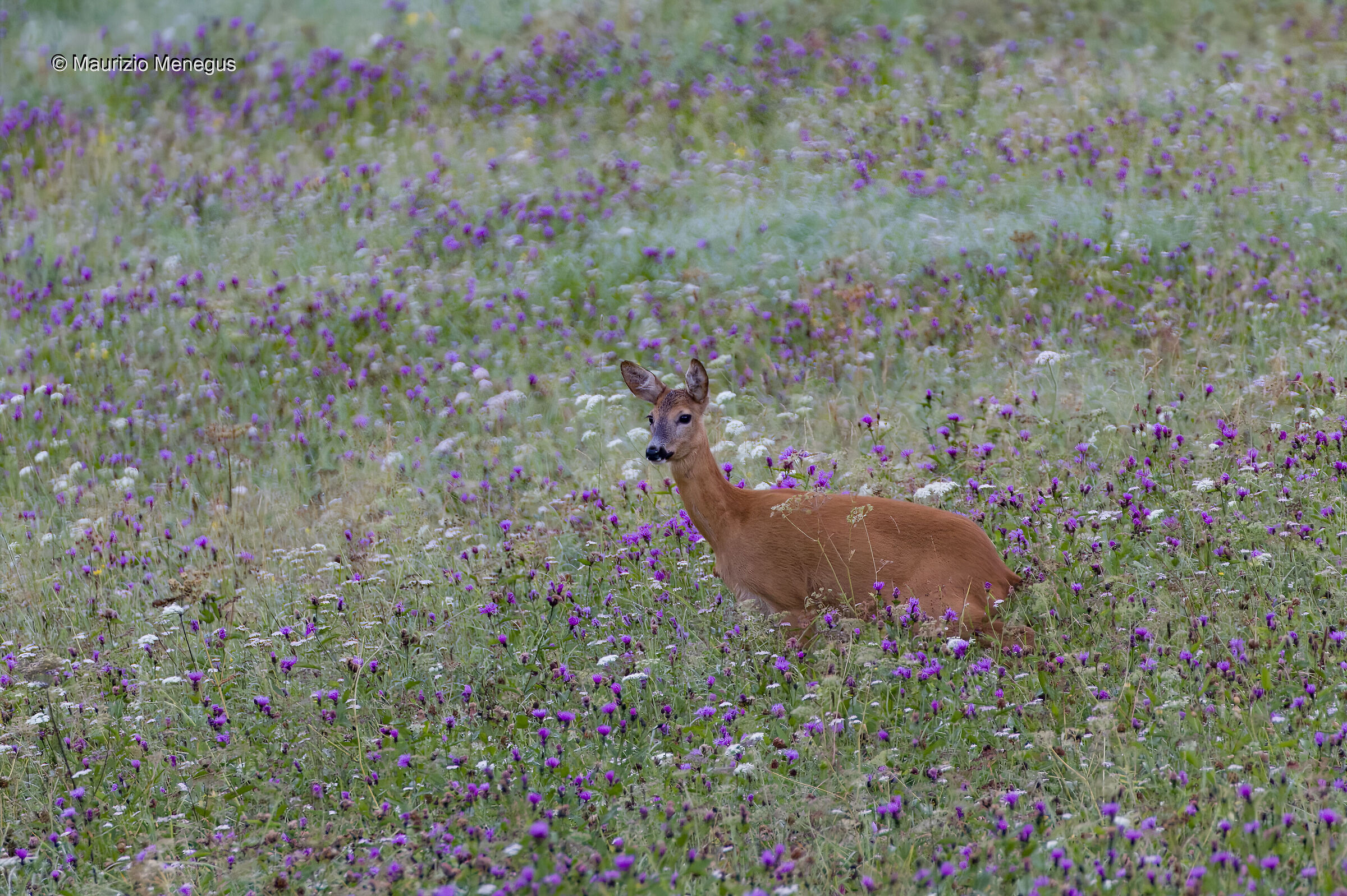 Capriolo femmina in un mare di fiori
