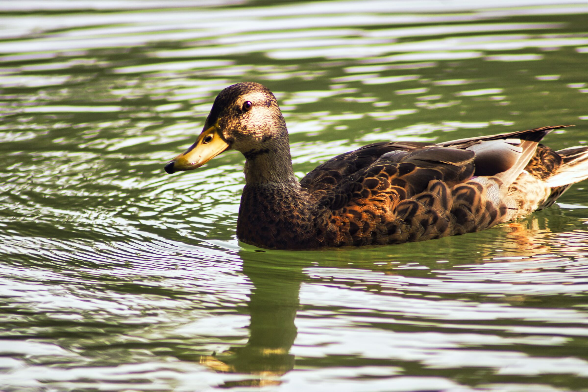 Duck