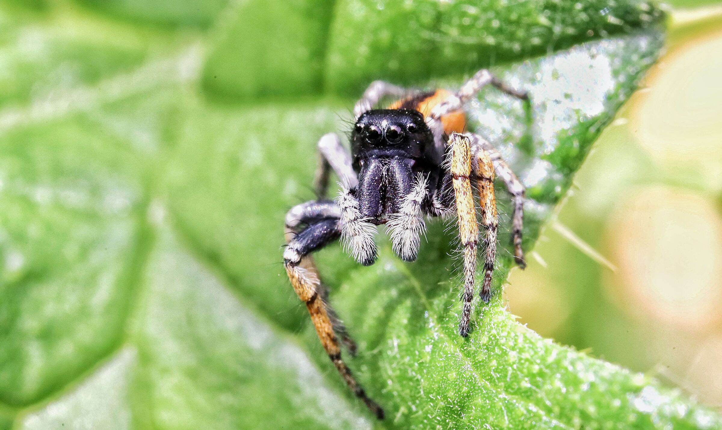 Philaeus chrysops _ male
