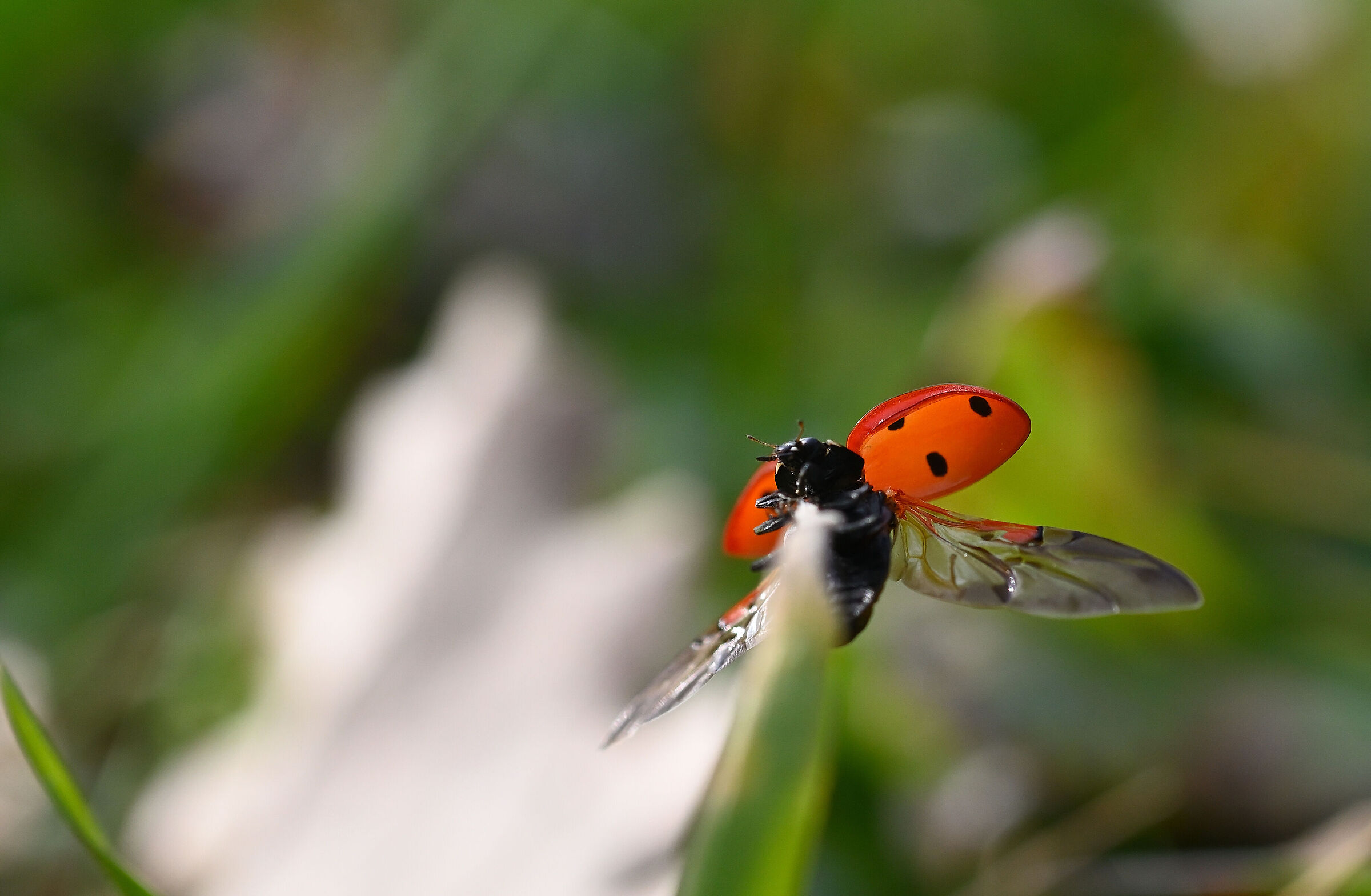Ladybird