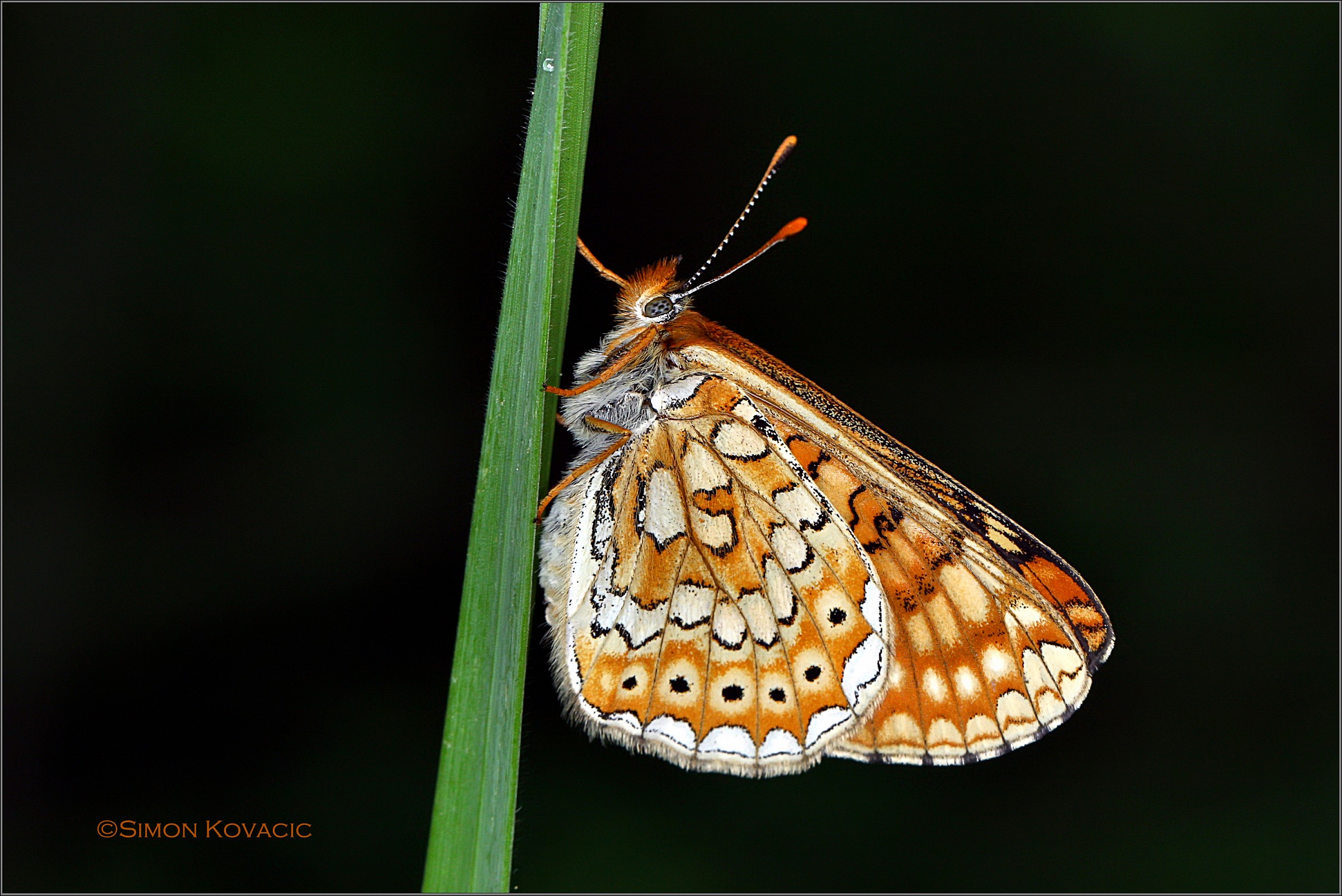Euphydryas aurinia