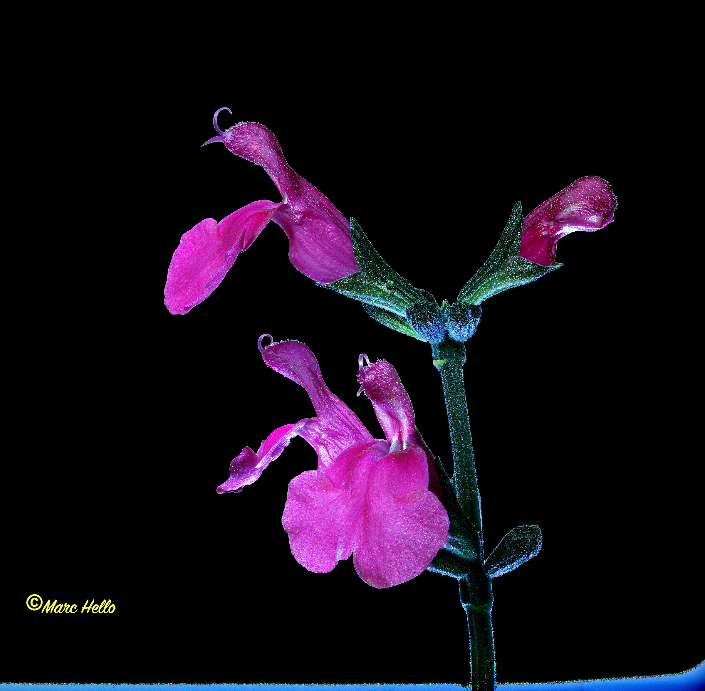 Salvia cespugliosa...