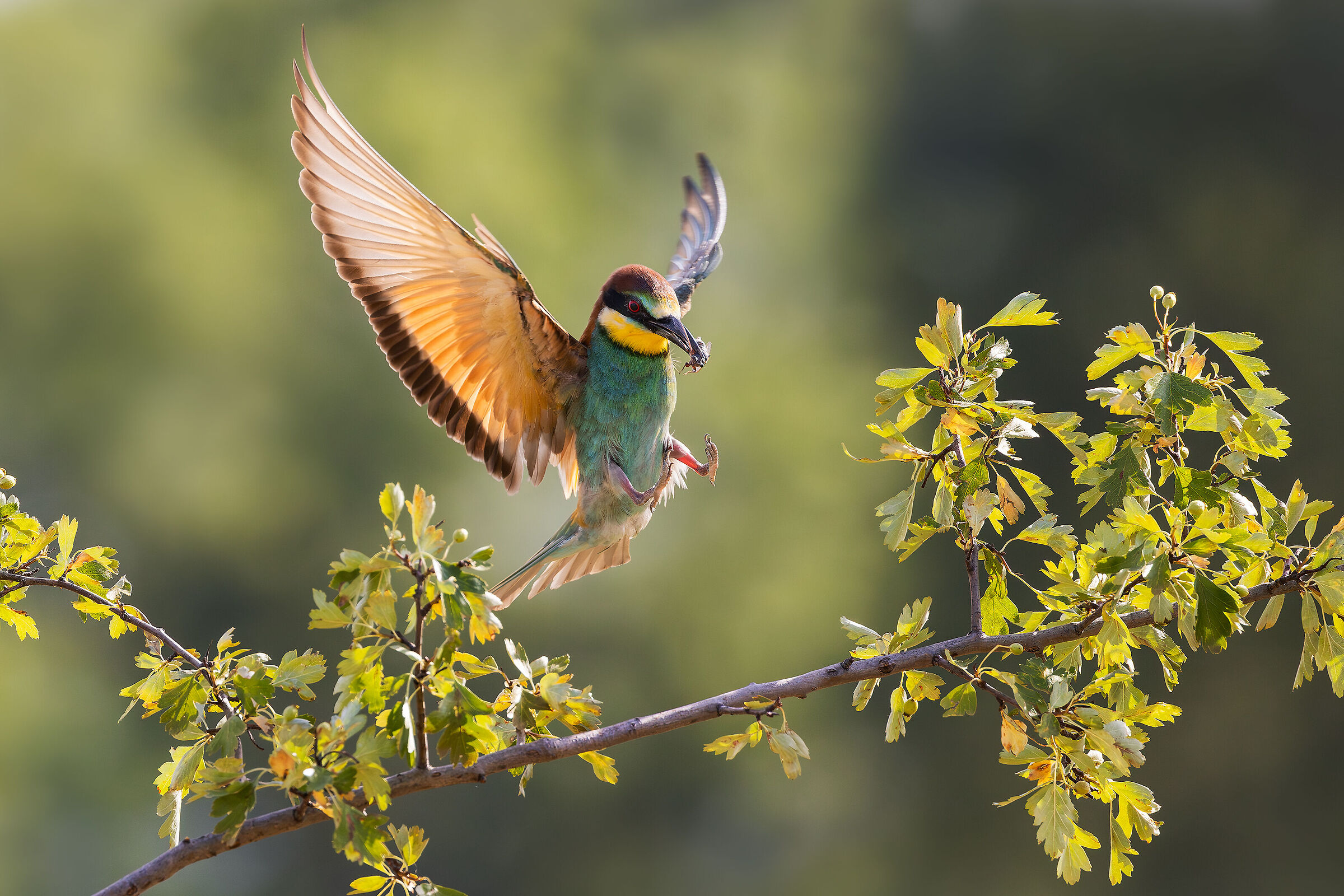 Bee-eater landing ...