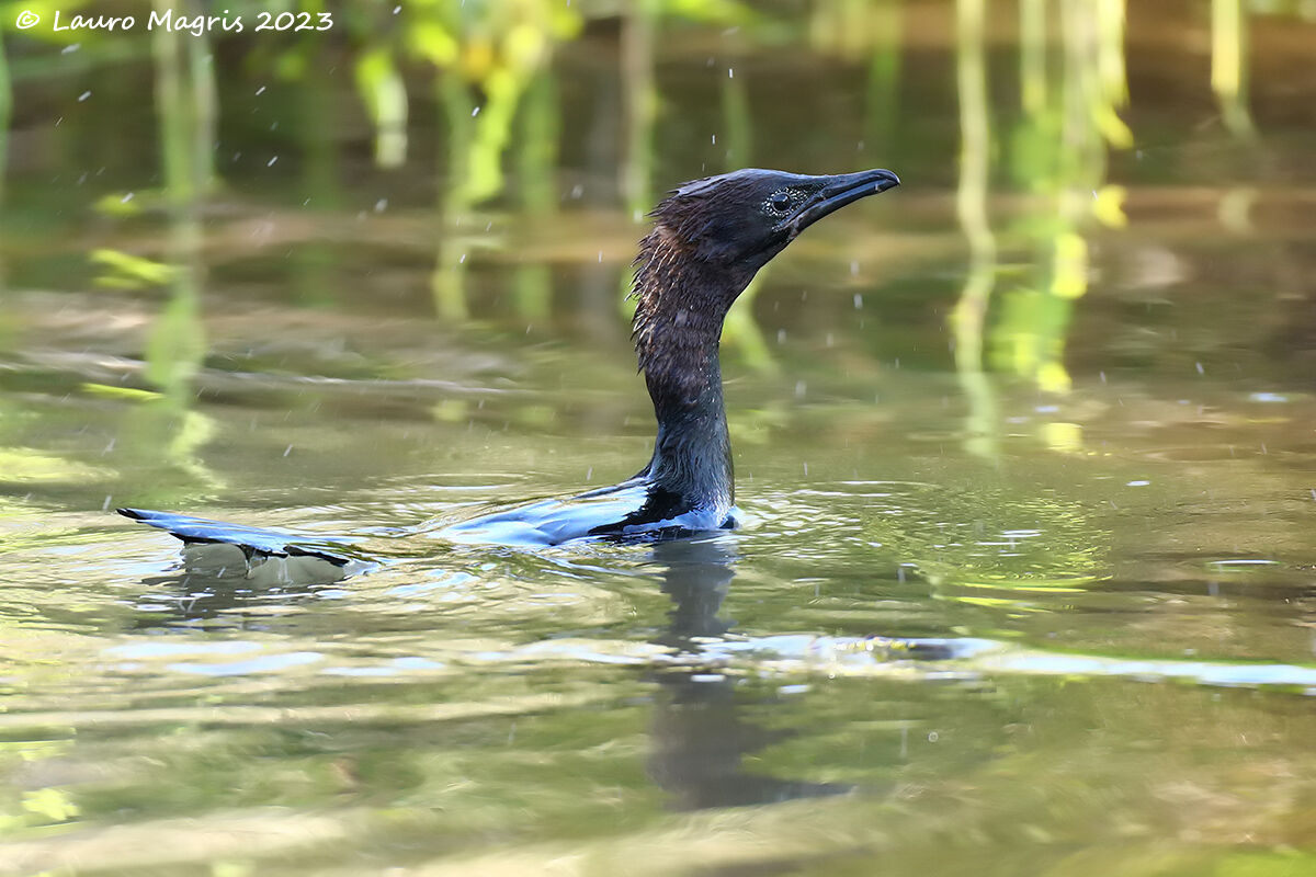 Passaggio silenzioso