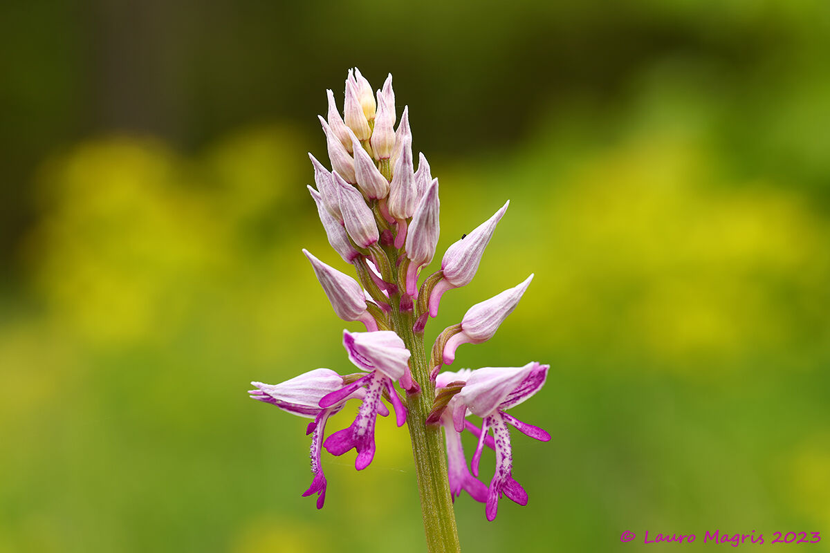 Orchis militaris