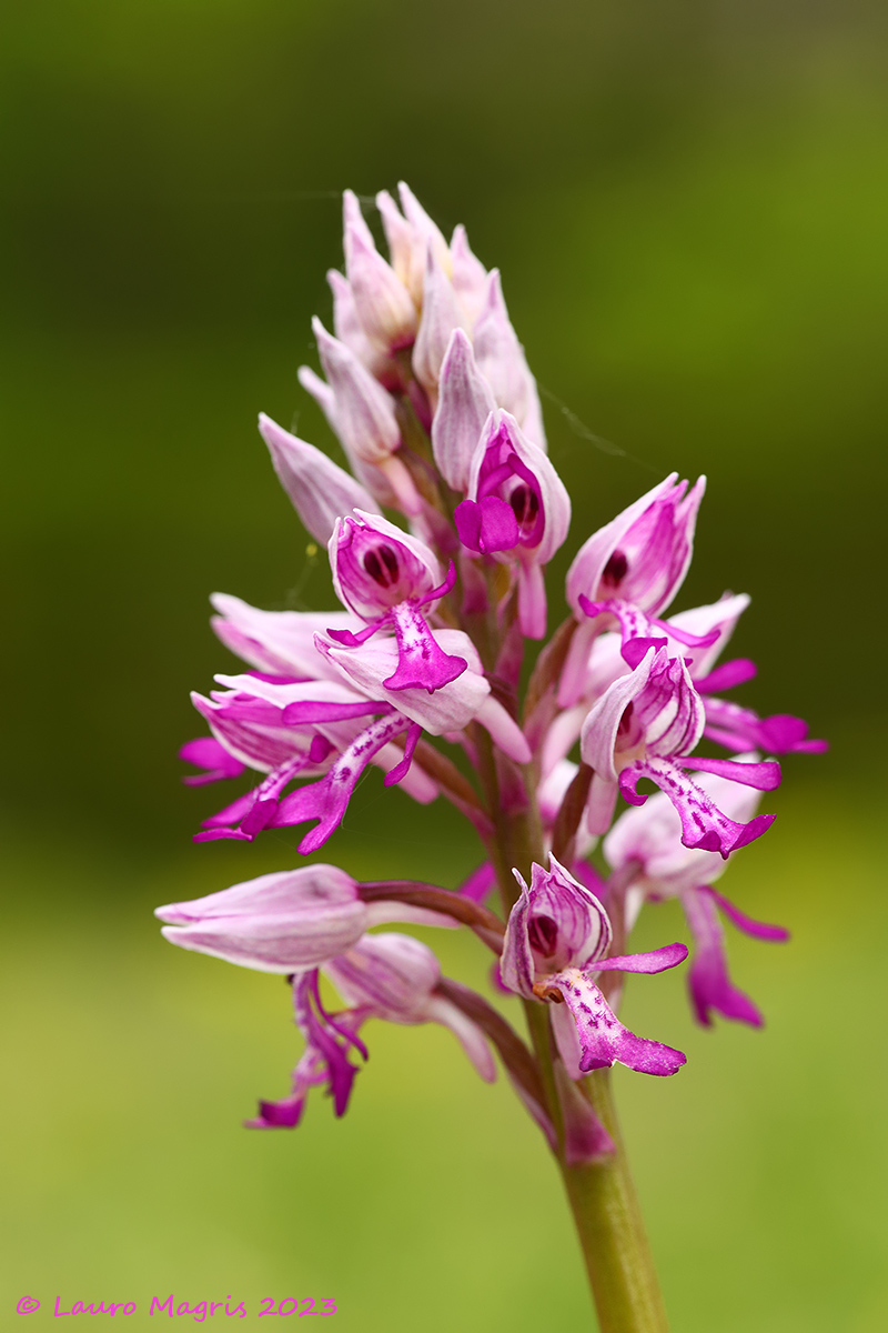 Orchidea militare (Orchis militaris L)