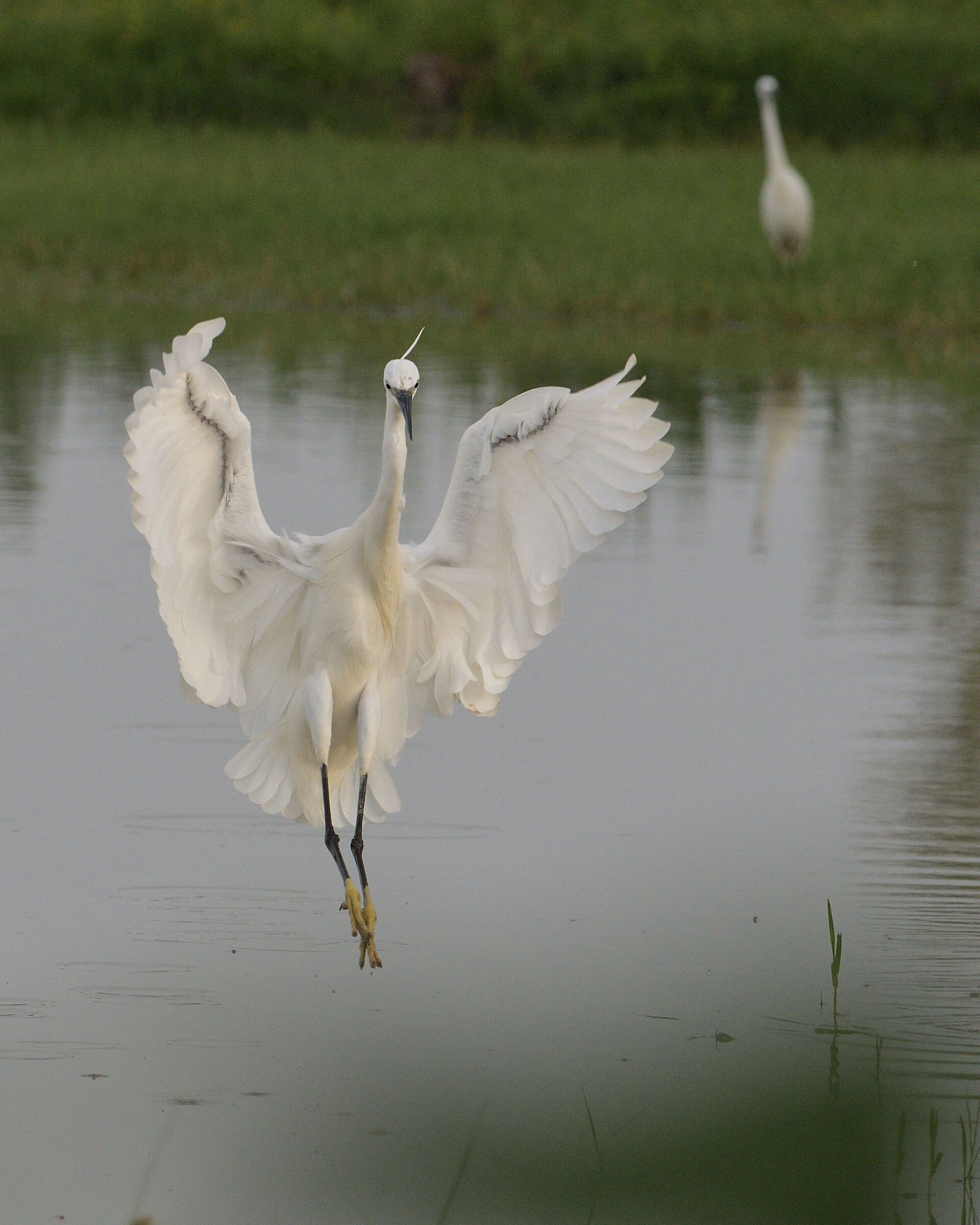 l'eleganza della garzetta