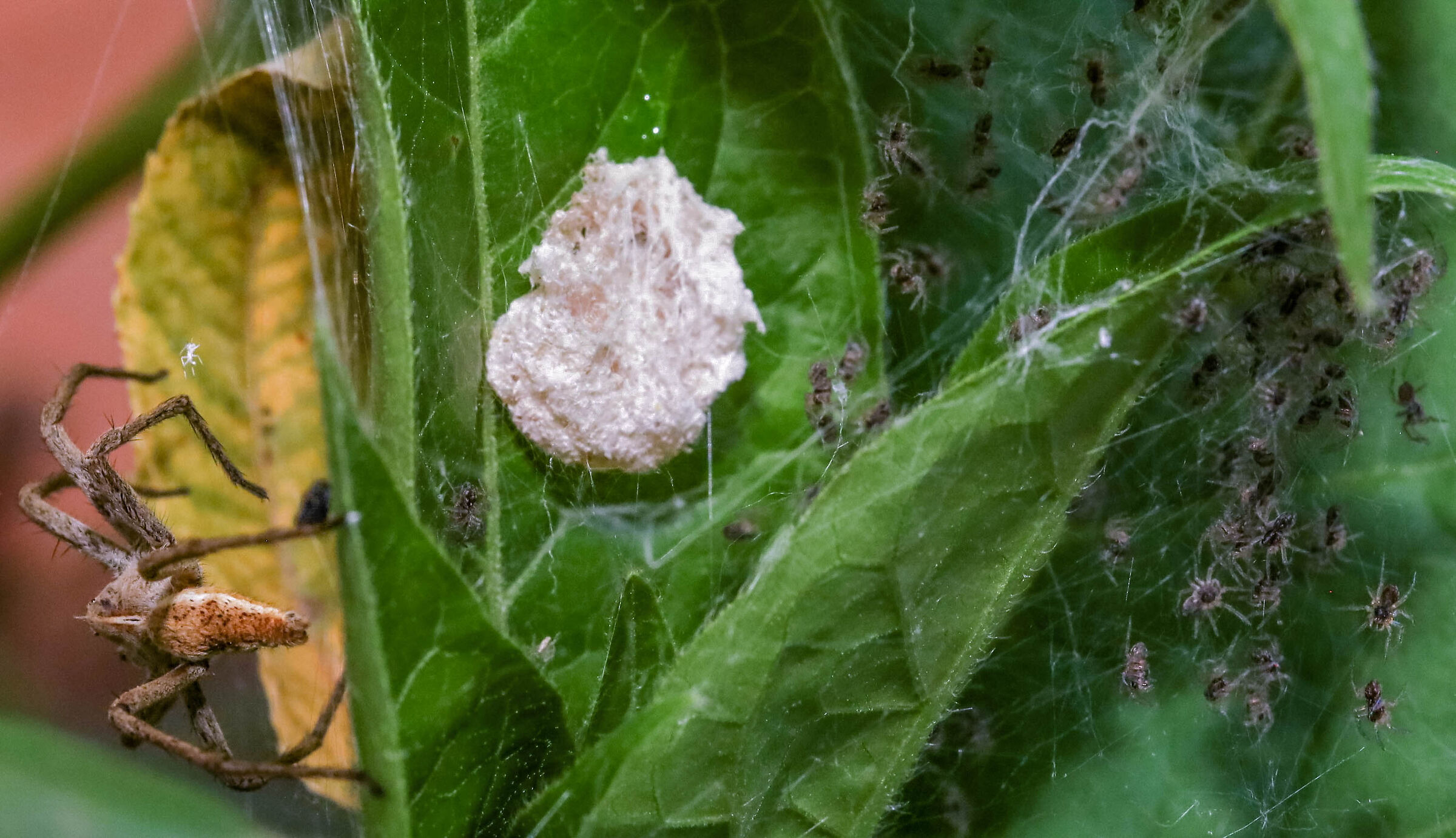 Pisaura mirabilis _ maternity