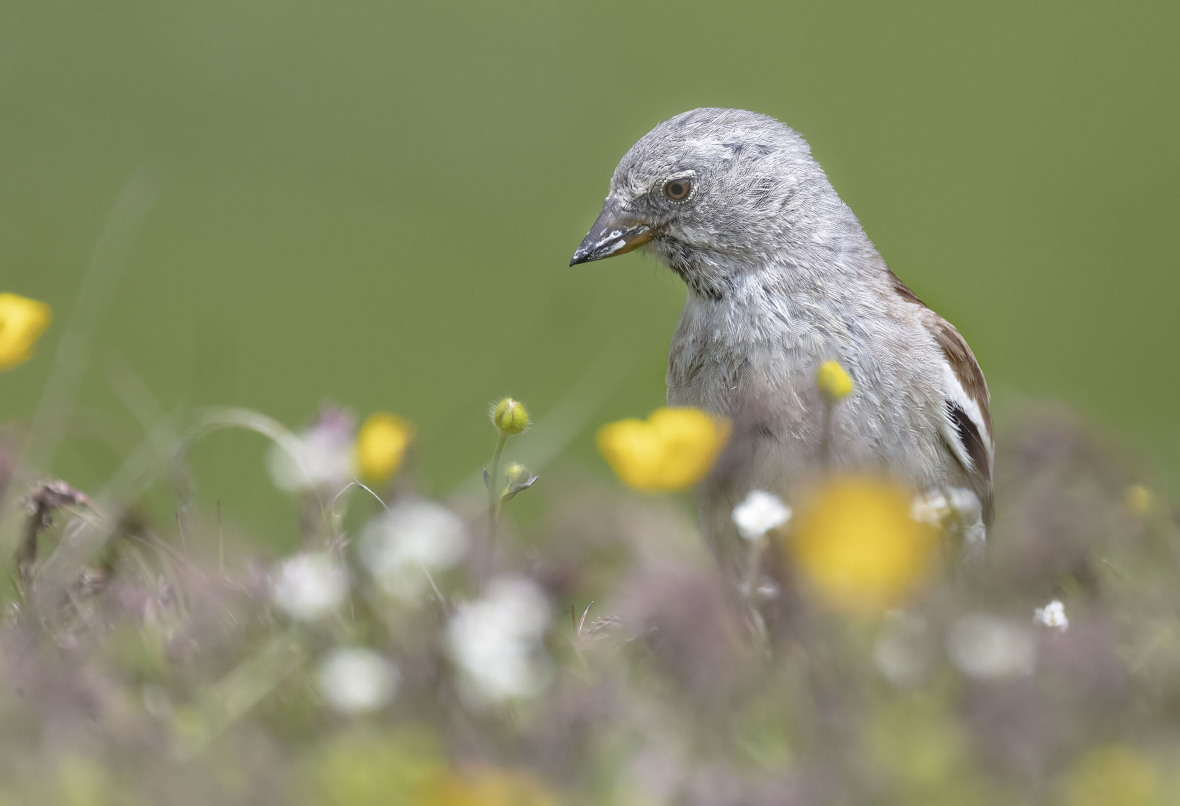 among the flowers, alpine chaffinch