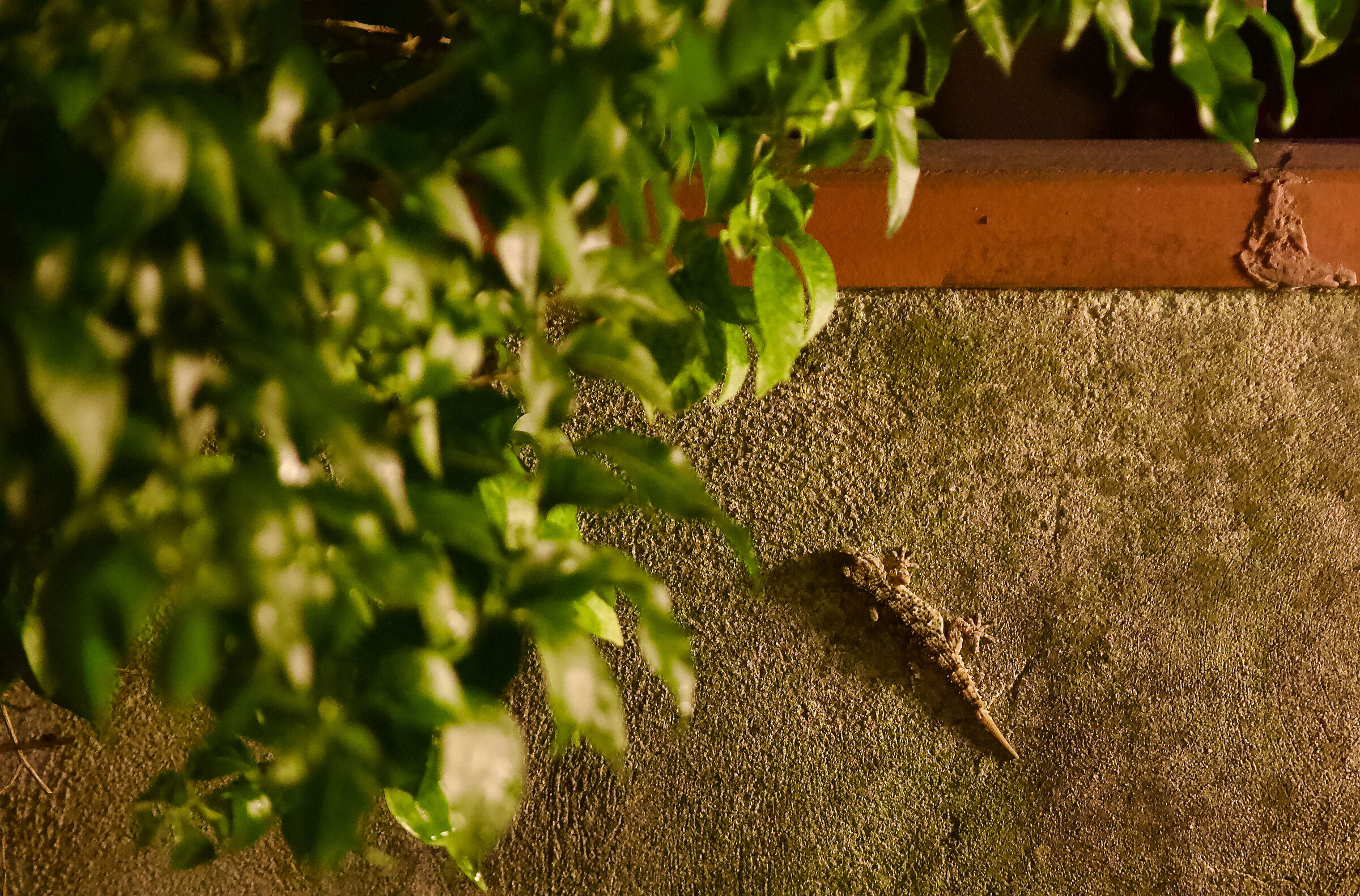 A discreet gecko