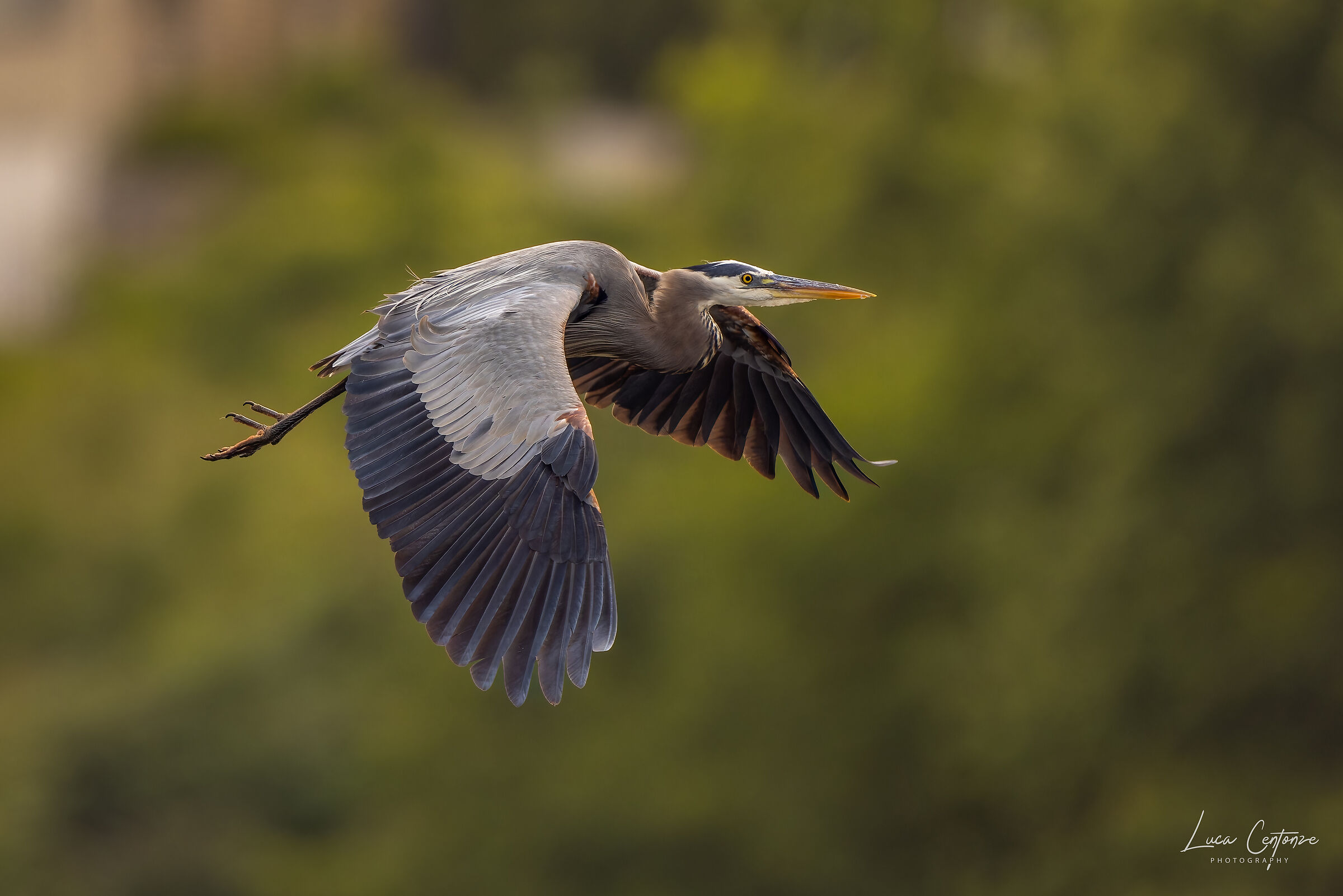Great Blue Heron (Ardea herodias) in volo