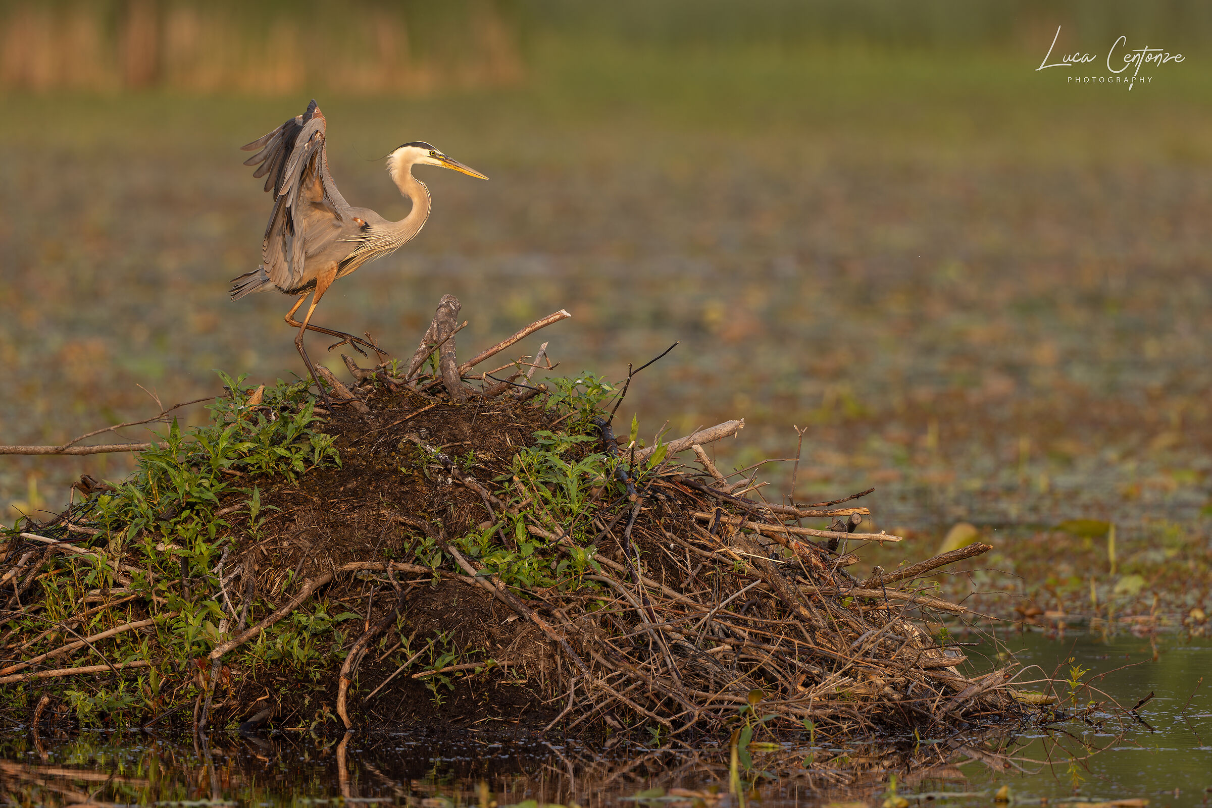Great Blue Heron (Ardea herodias) in atterraggio