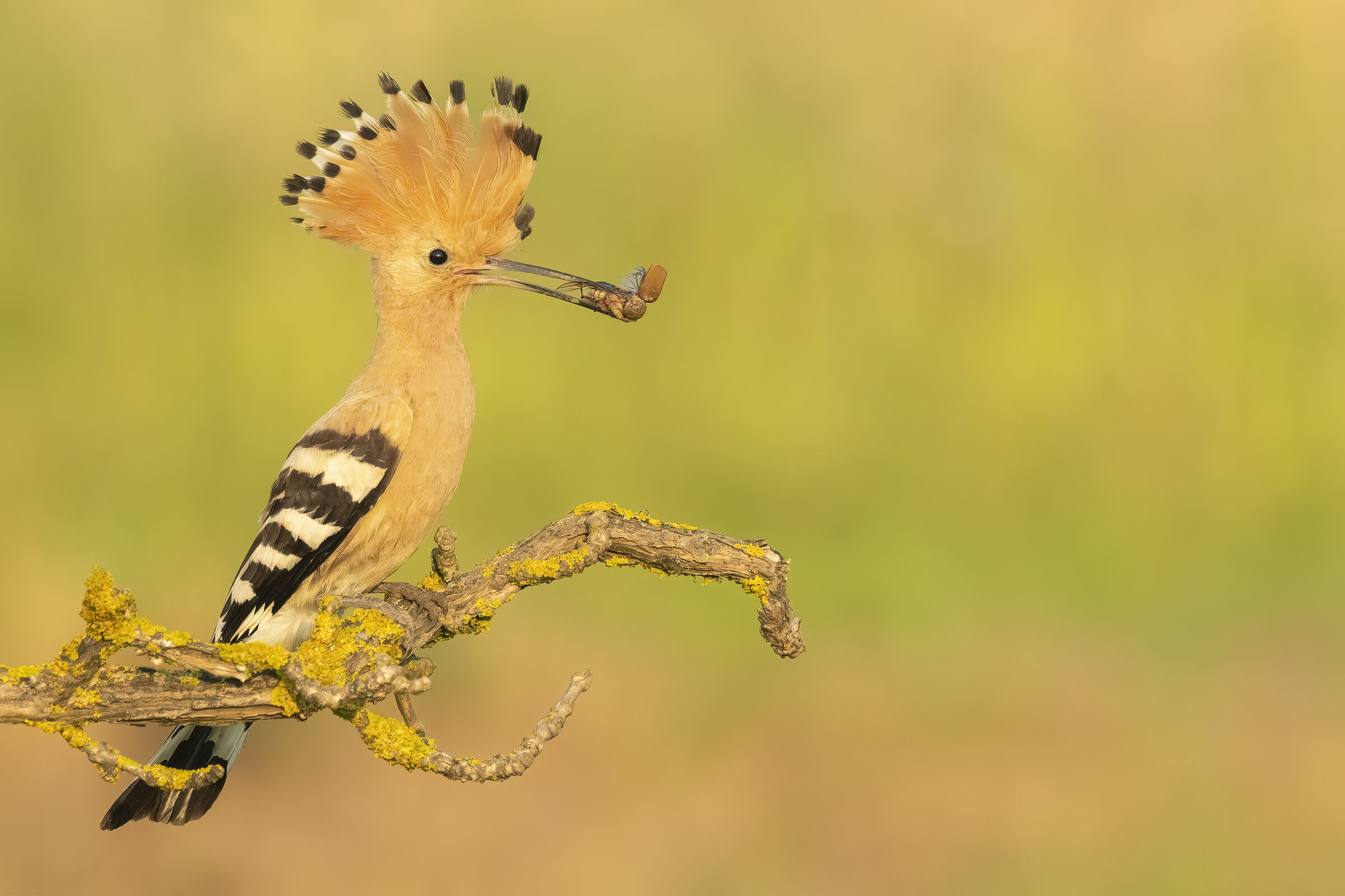 Hoopoe