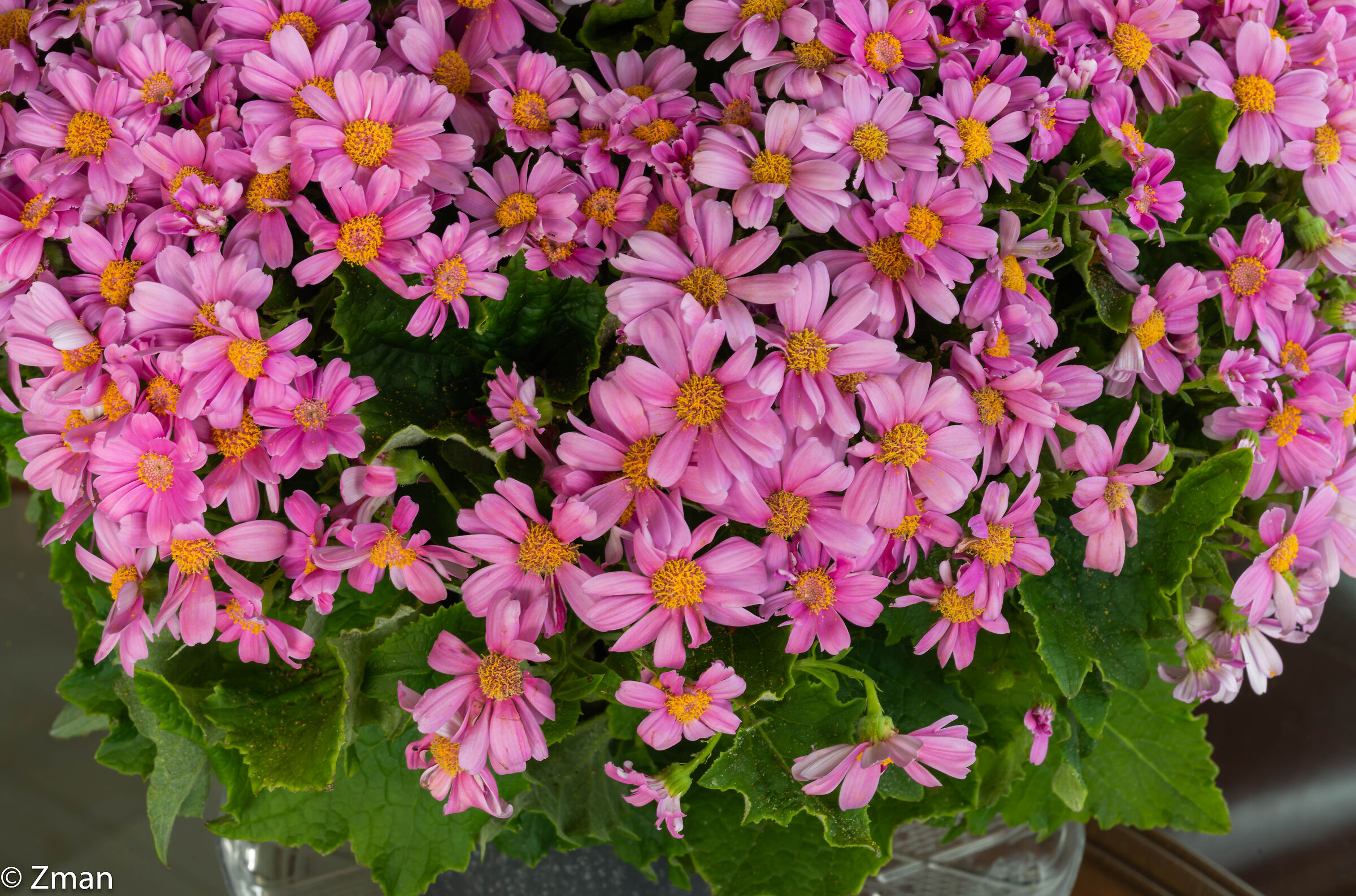 Buona festa del papà