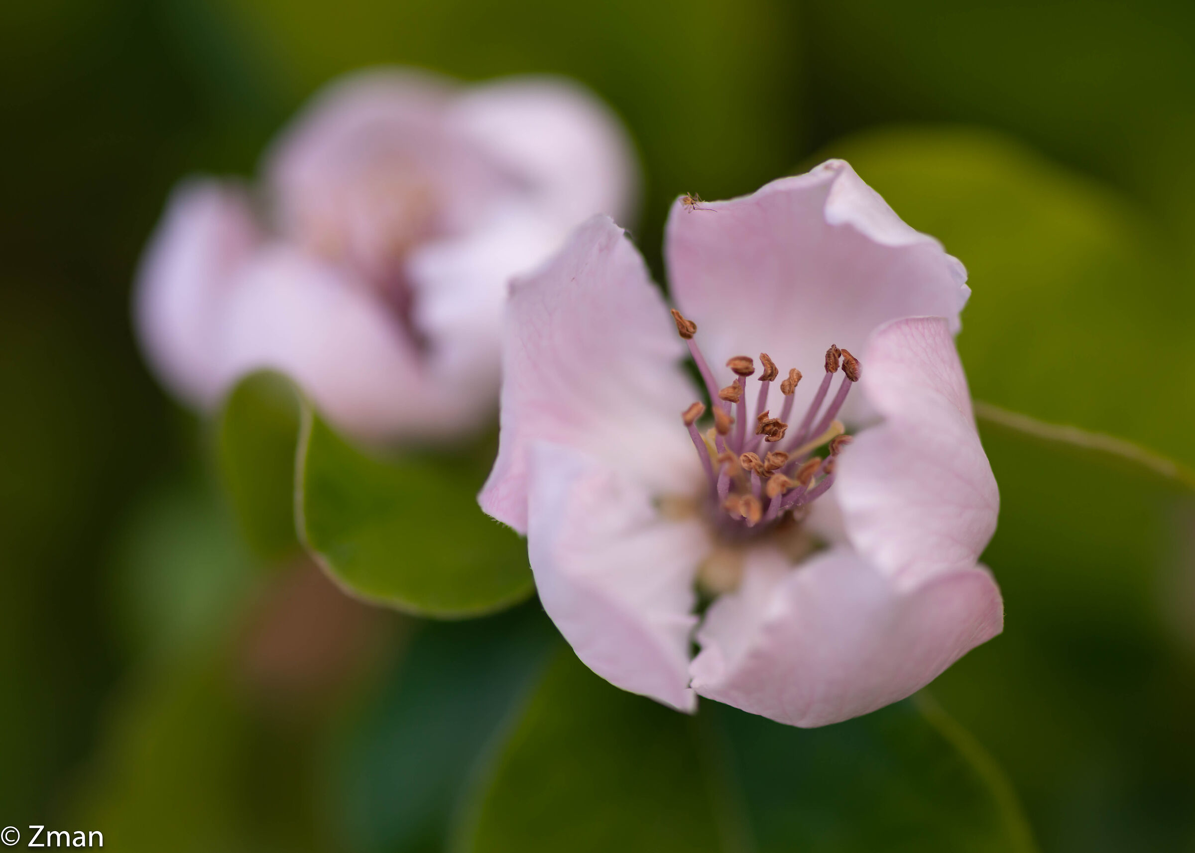 Fioriture di mele cotogne