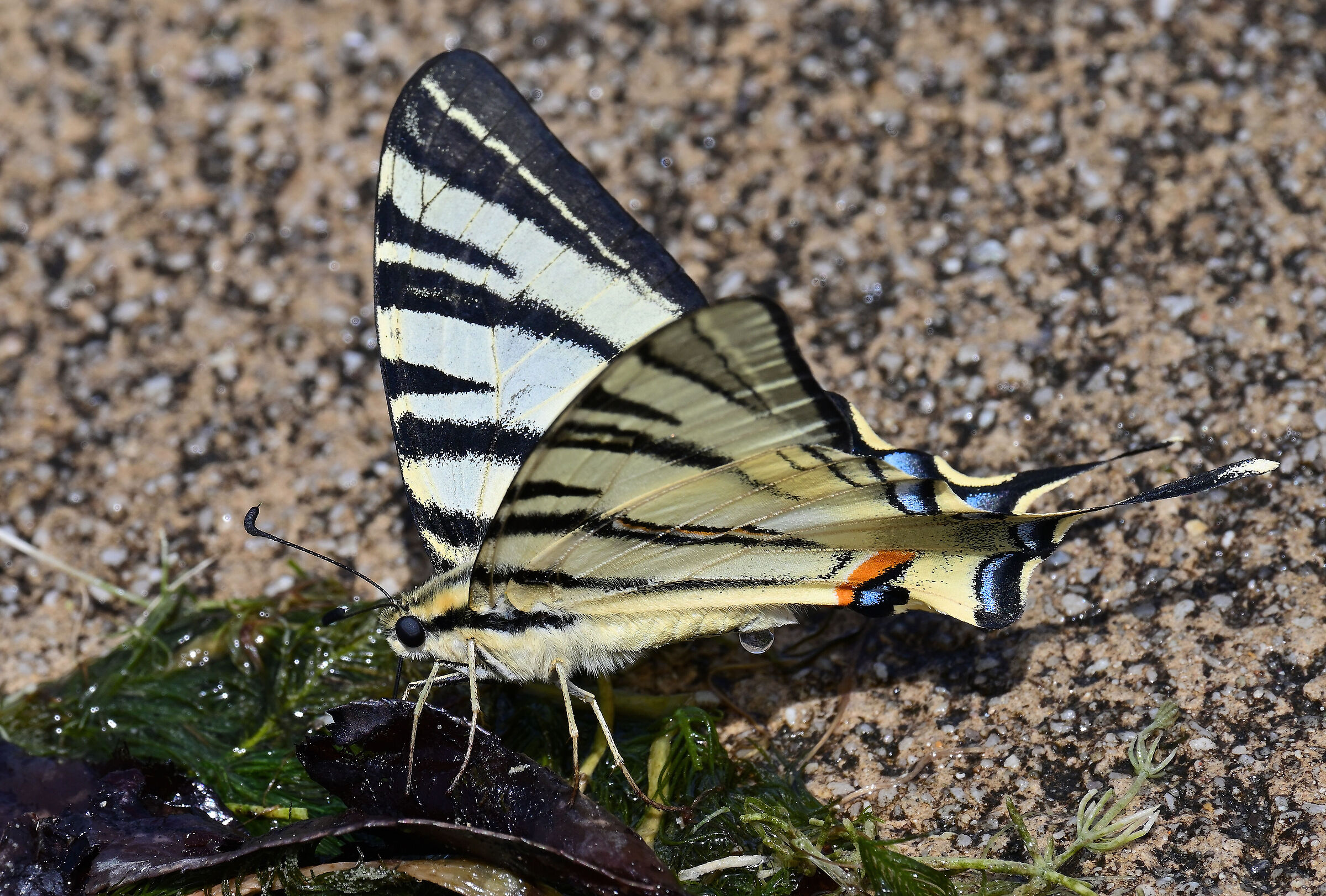 "Iphiclides podalirius"