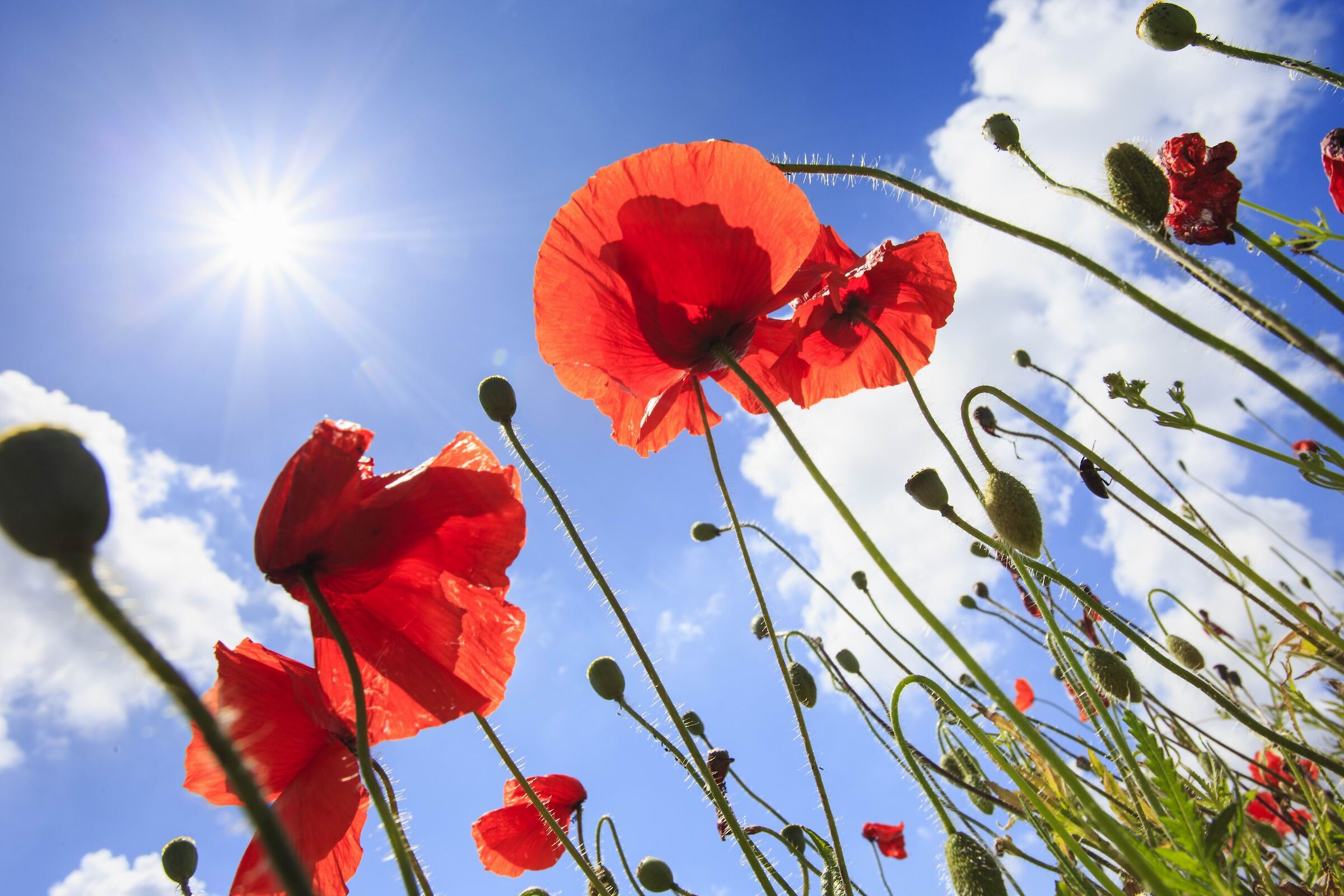 Impressioni di Maggio