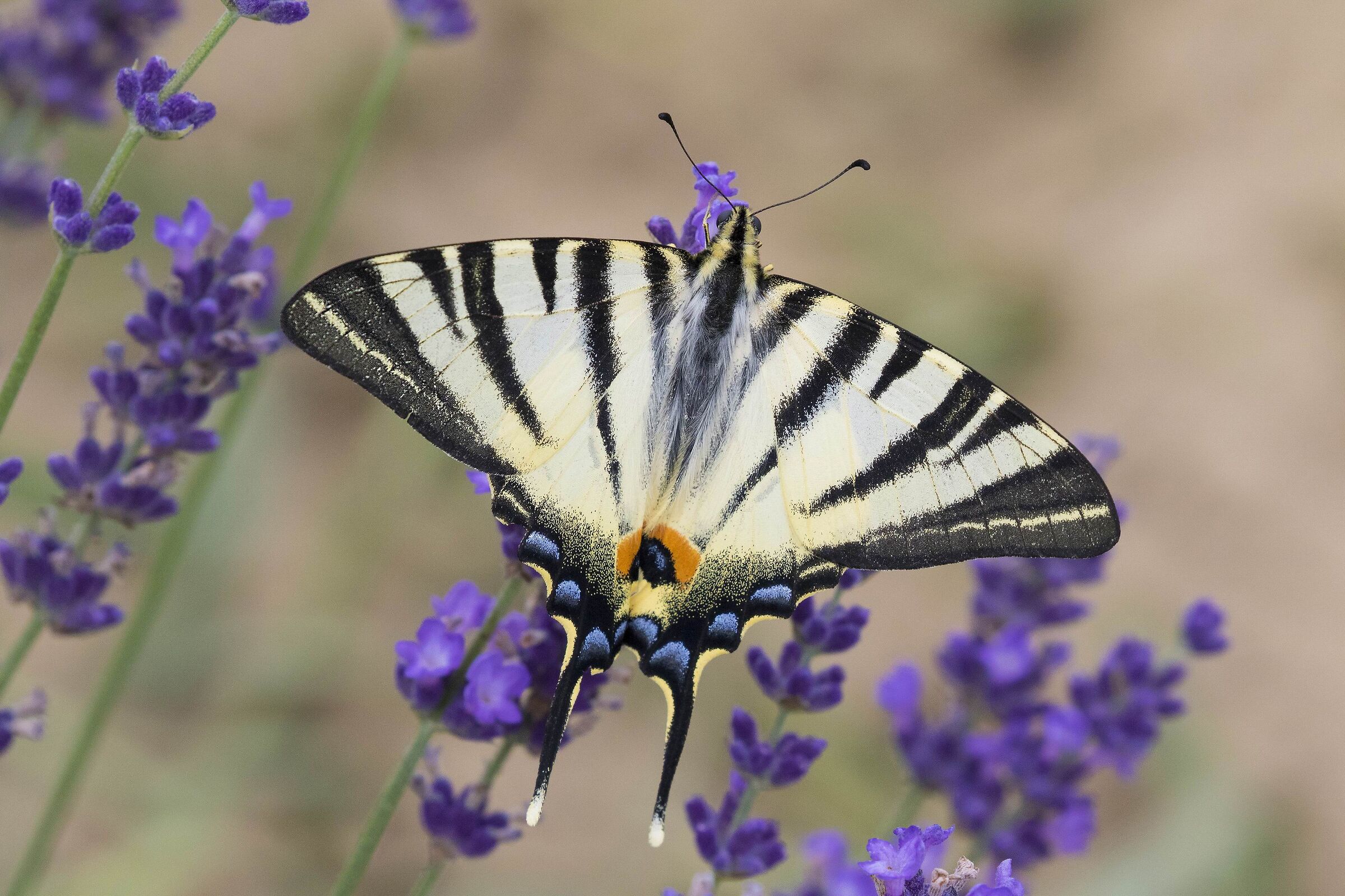 Podalirio su Lavanda