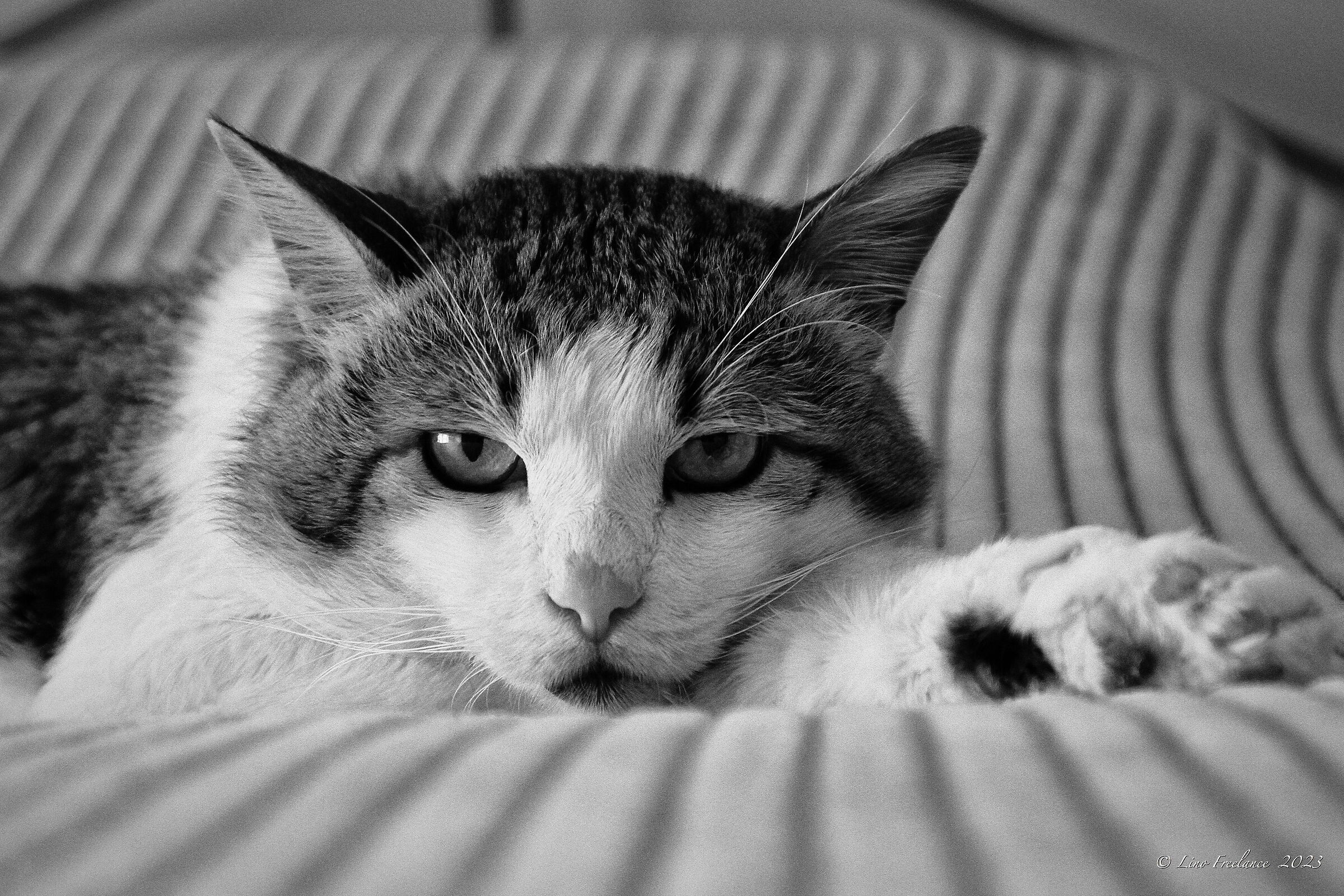 Da qui, non schiodo. Chiaro?!