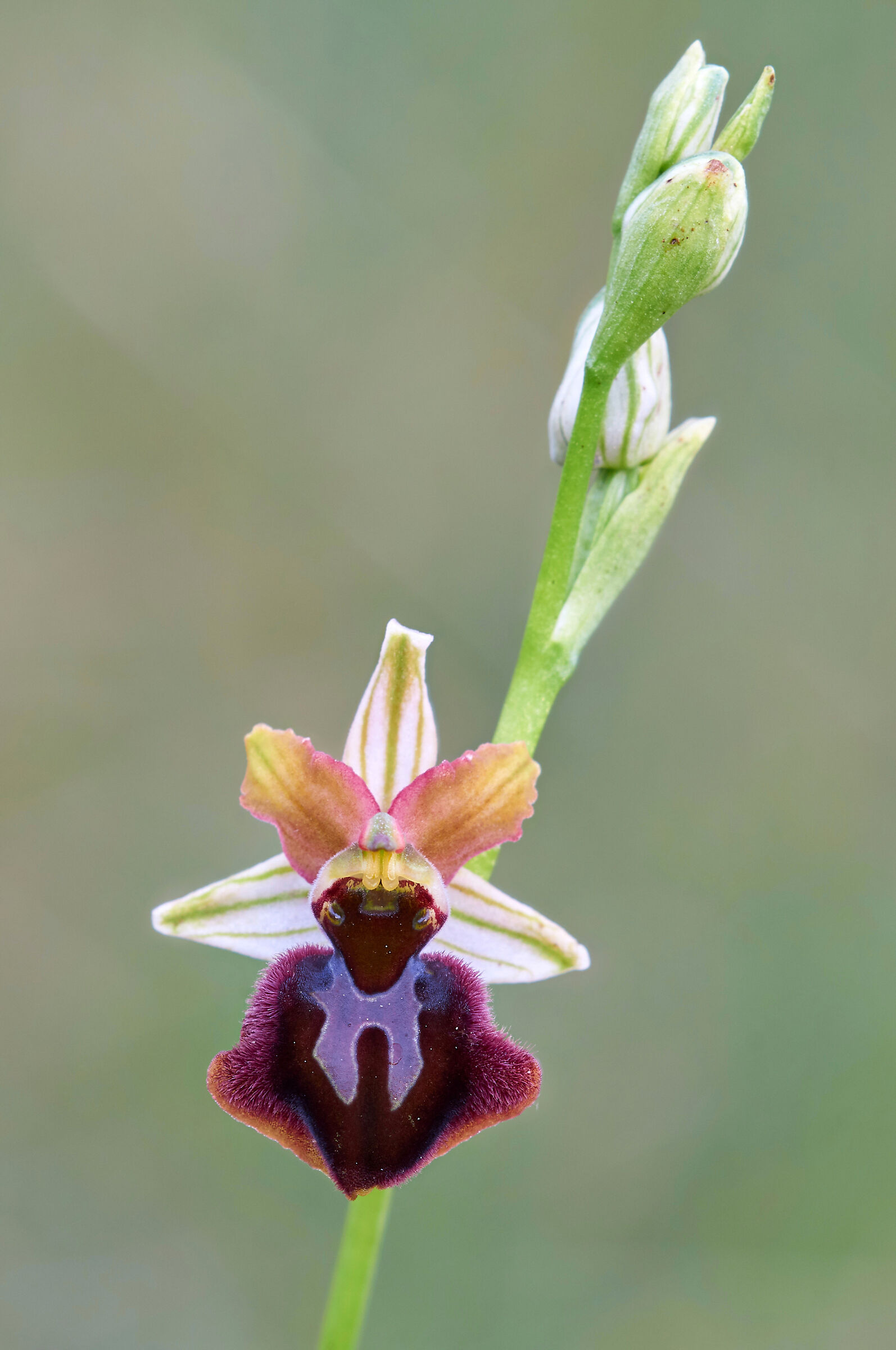 Ophrys sphegodes subsp. majellensis