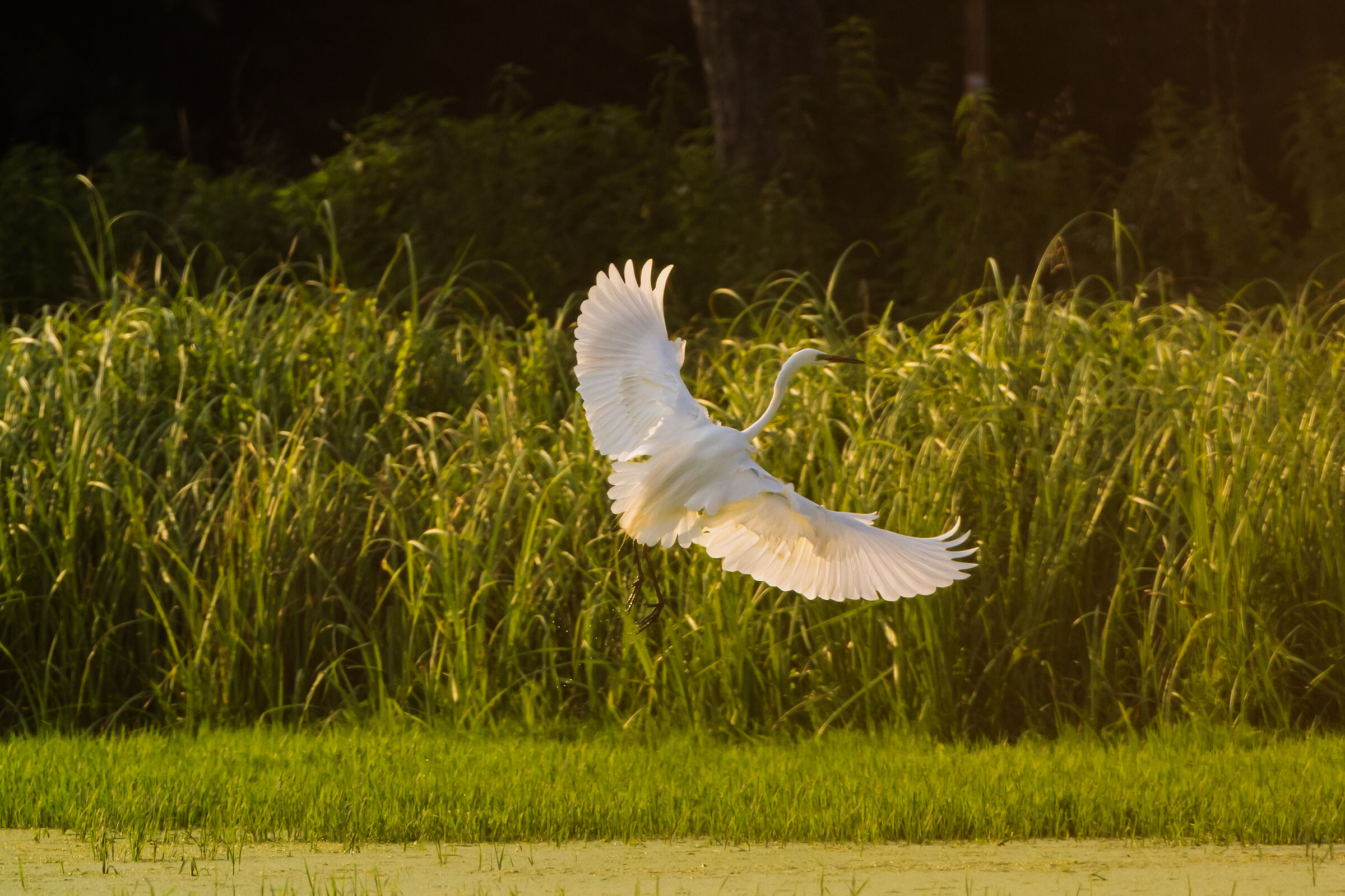 Landing