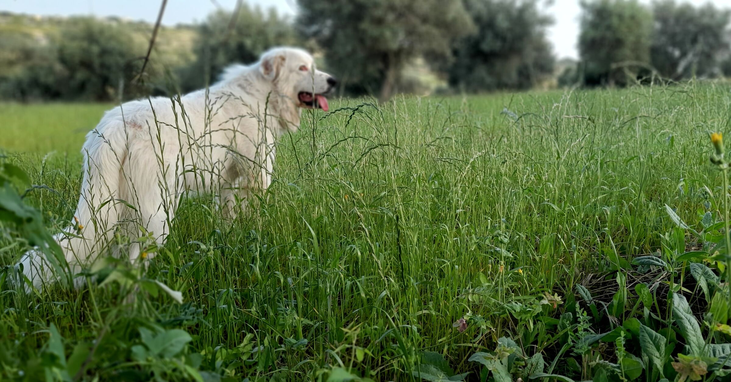 Le passeggiate estive