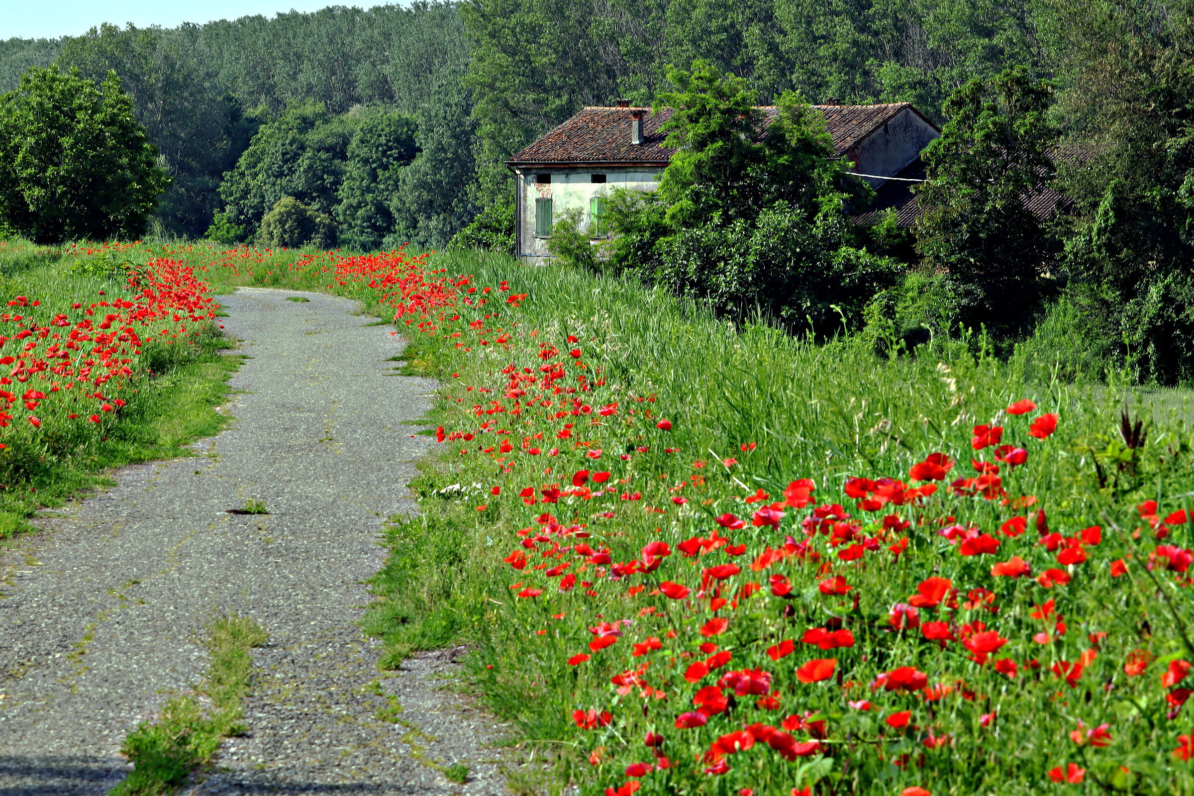 Choreographic poppies