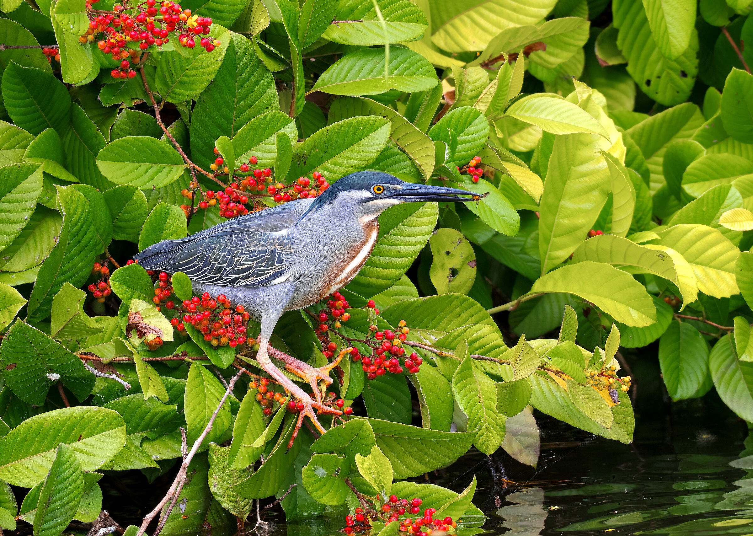 Striped heron (Peru)