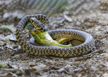 Hierophis viridiflavus