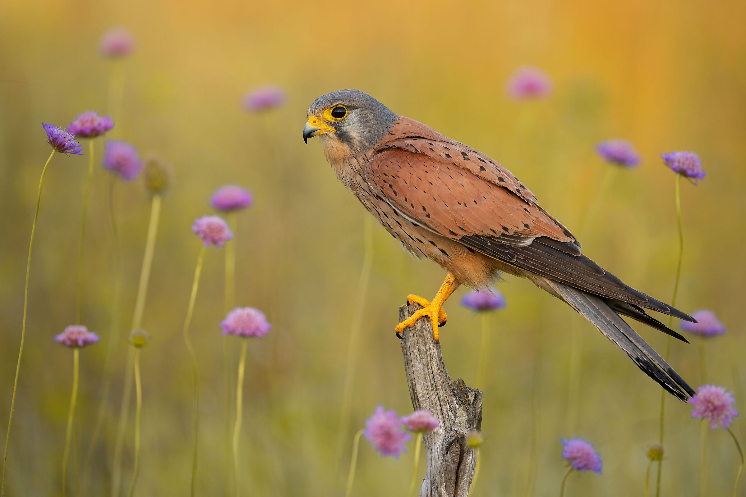 kestrel