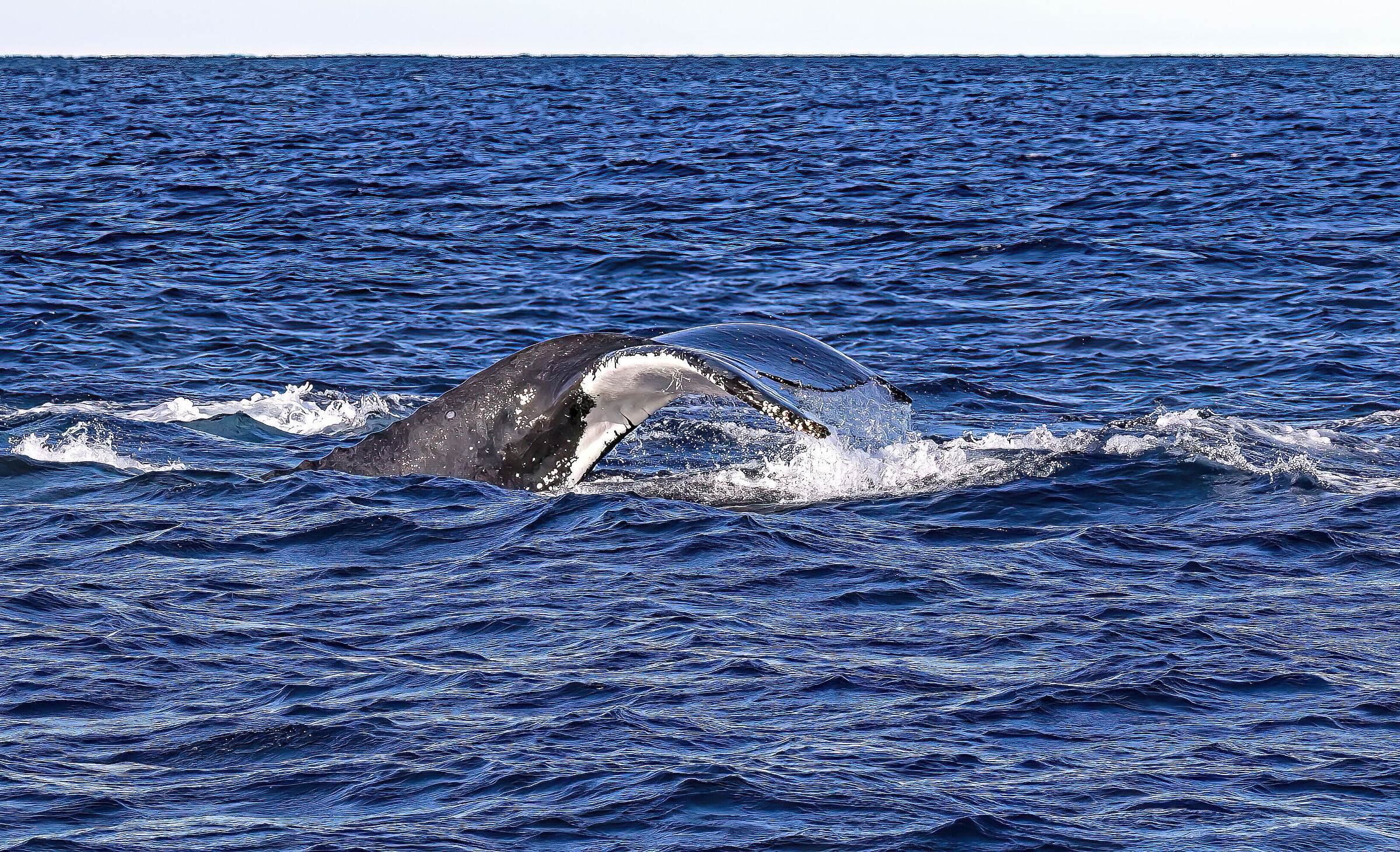 Escursione Whale Whatching a largo di Sydney