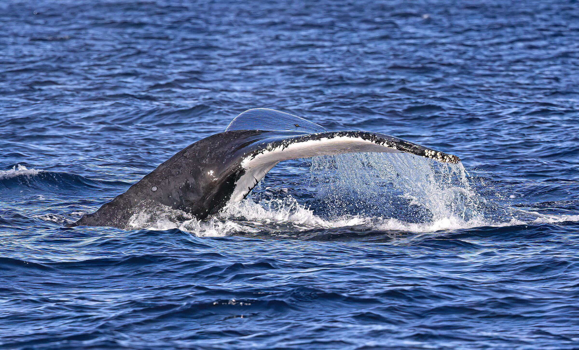 Escursione Whale Whatching a largo di Sydney