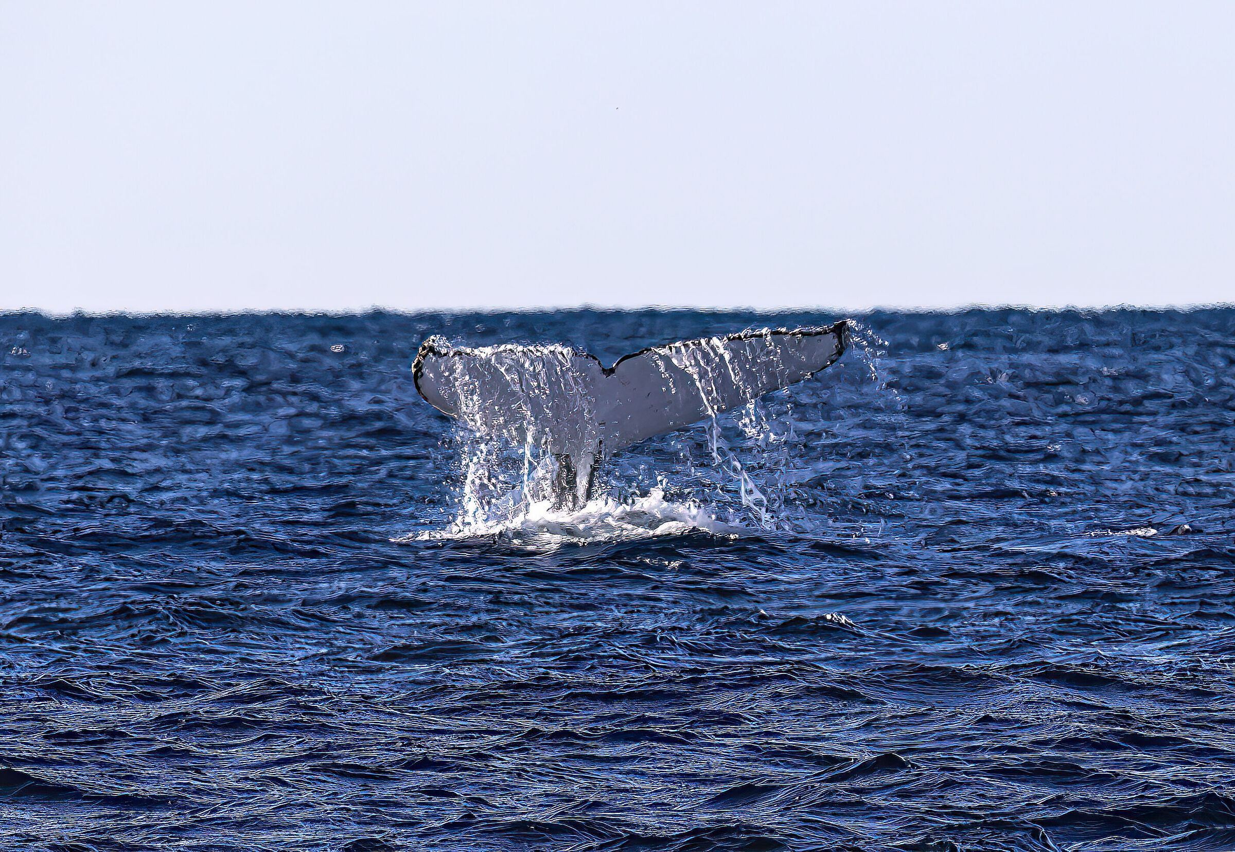 Escursione Whale Whatching a largo di Sydney