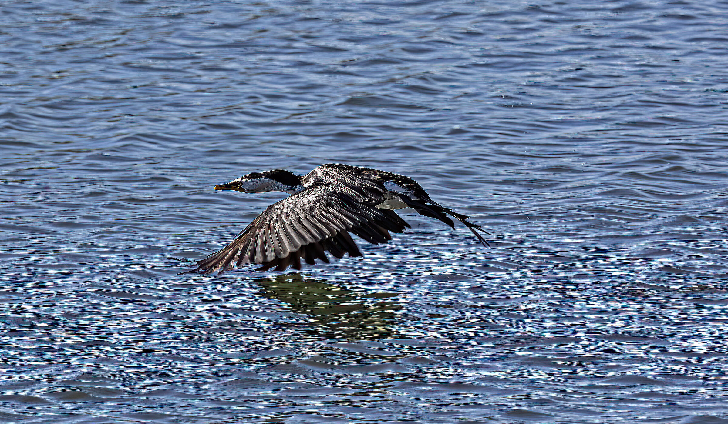 Cormorano Australiano