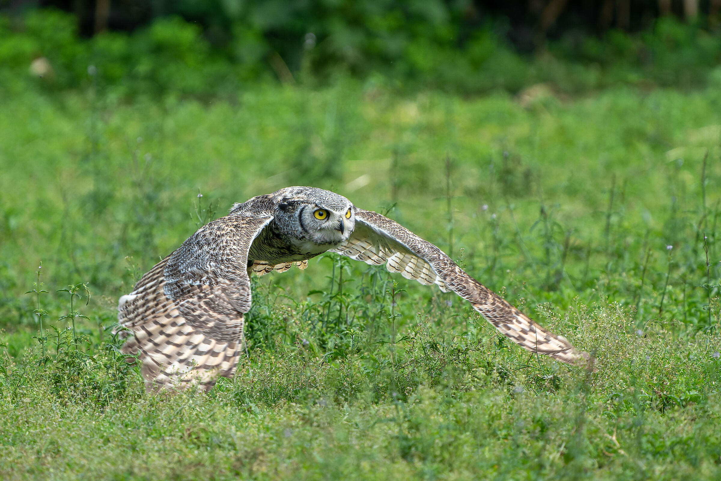 Barn owl