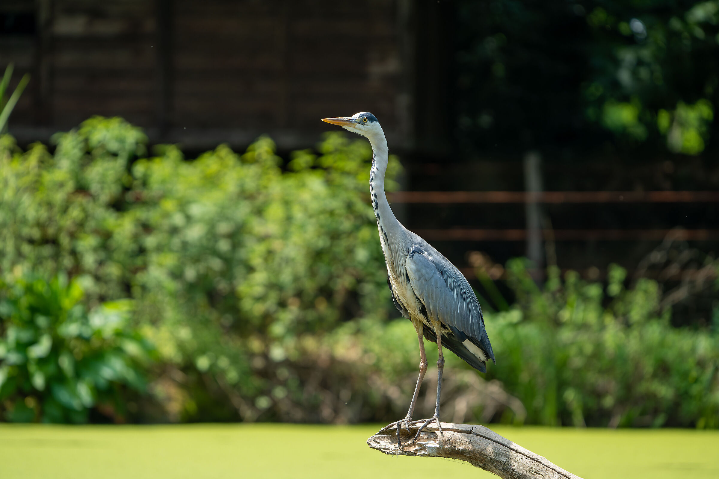 Grey Heron posing on the pond