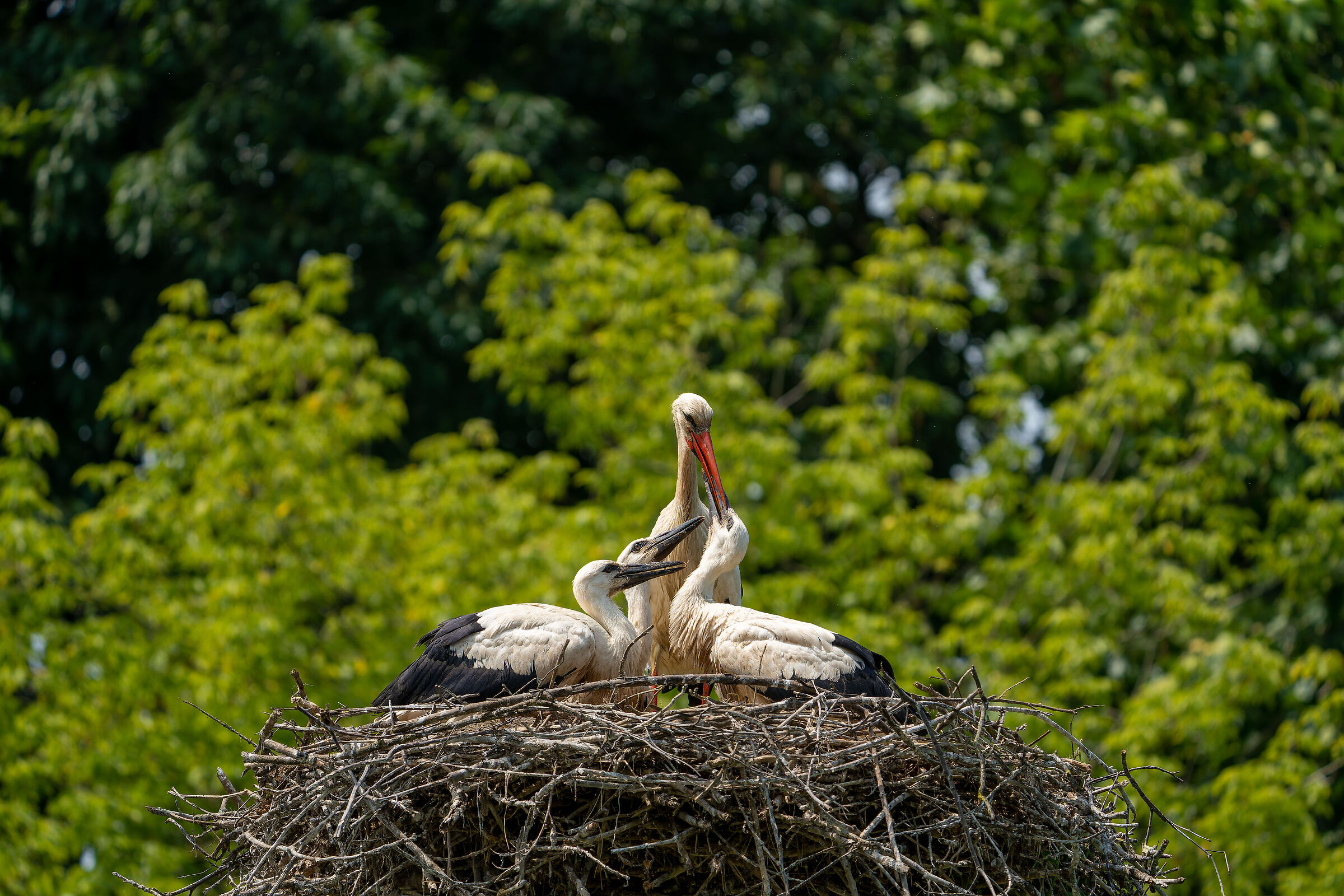 Mom is always mom