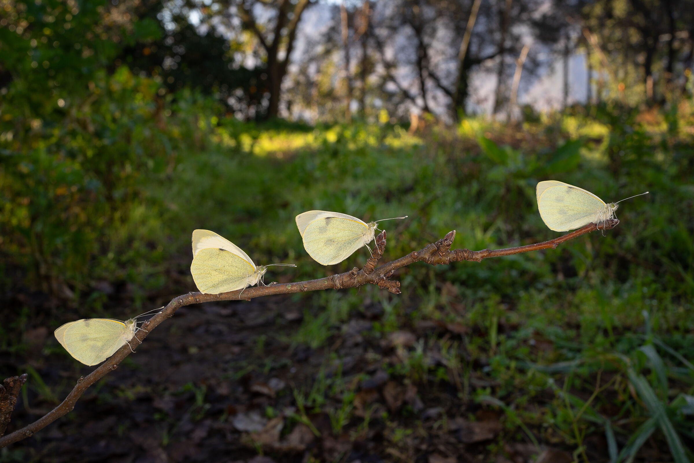 L'inizio di una nuova vita