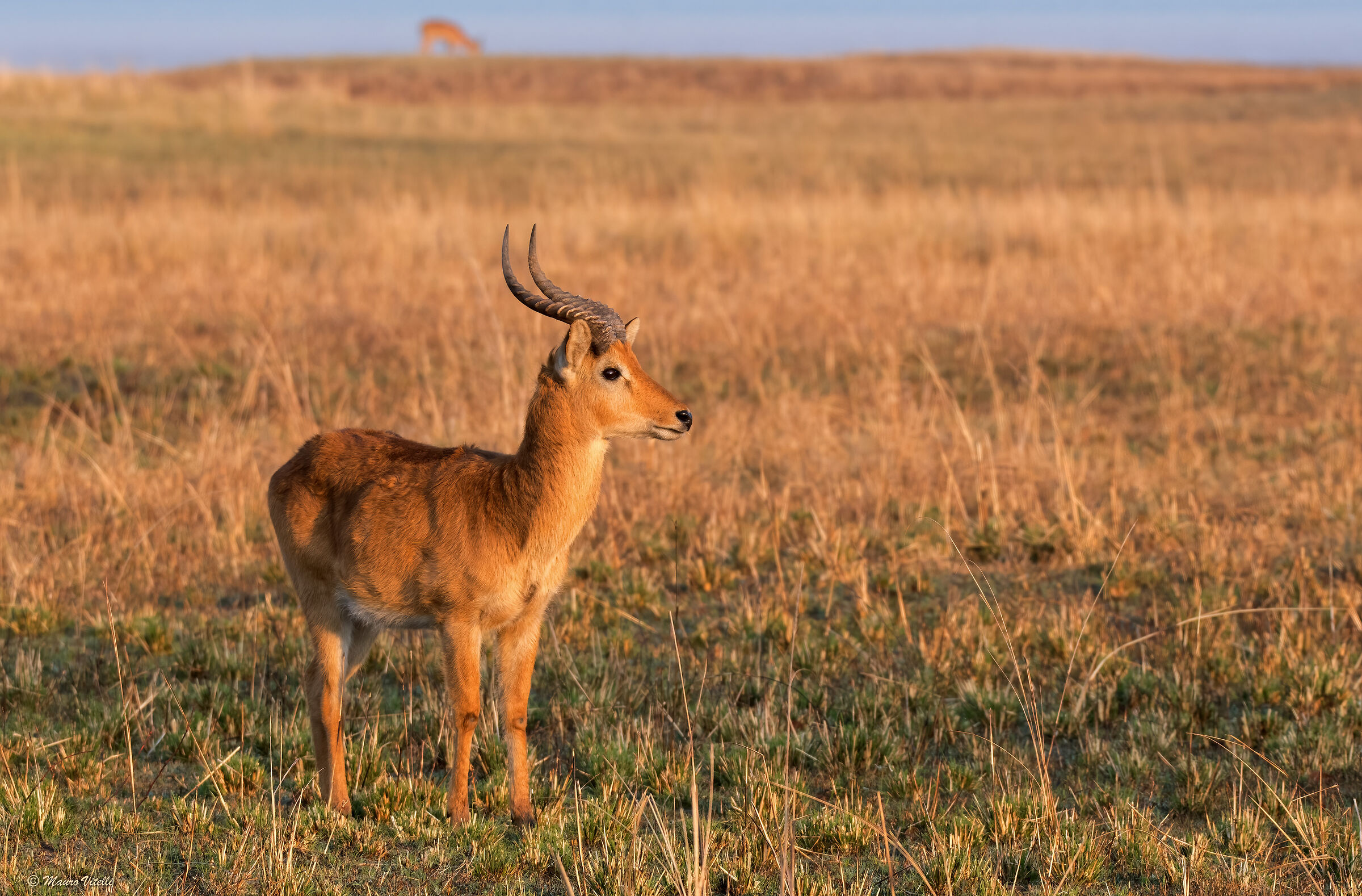 Puku (Kobus vardonii senganus) Zambia